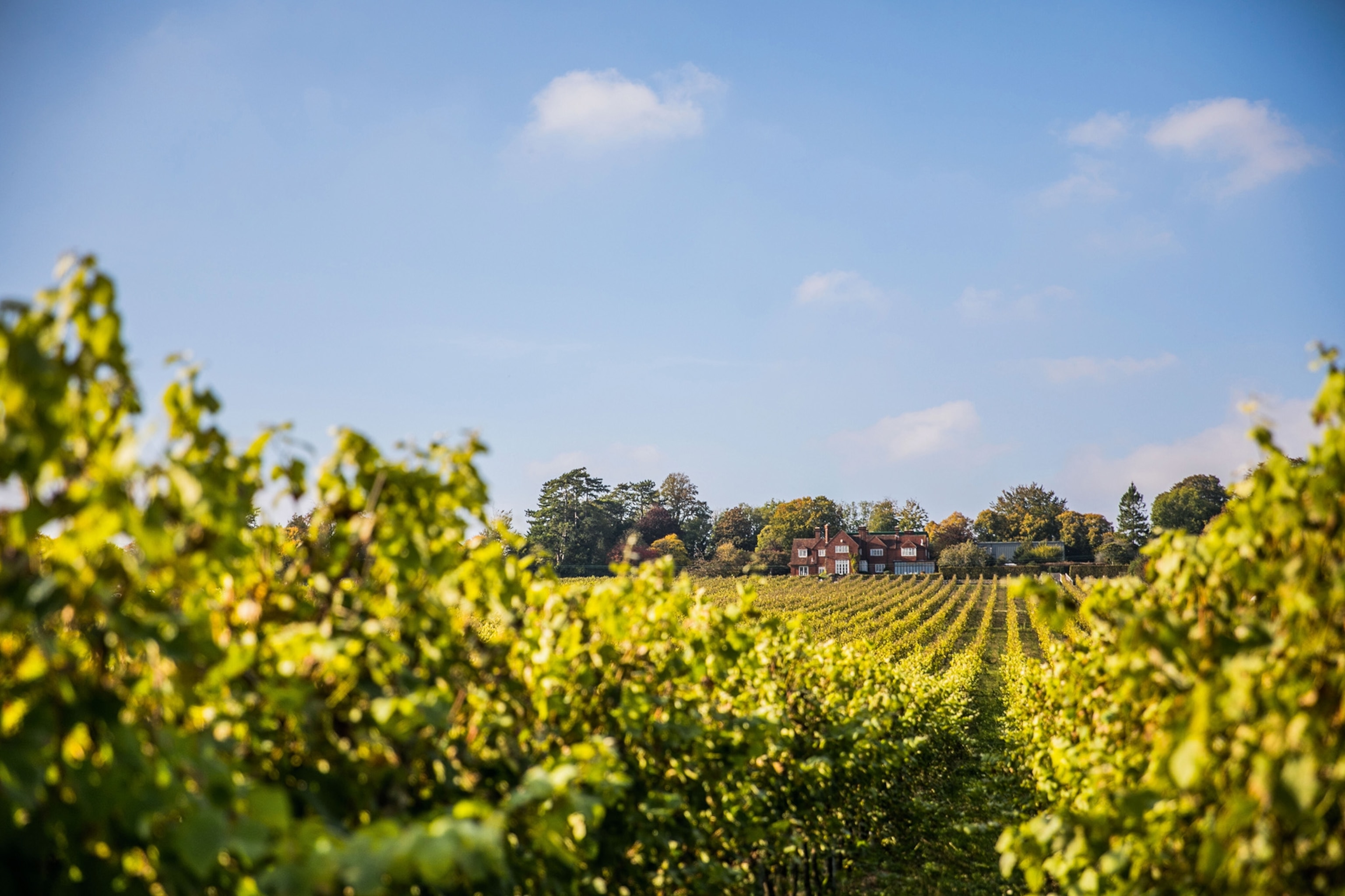 a shot of Hambledon Vineyard's grapevines