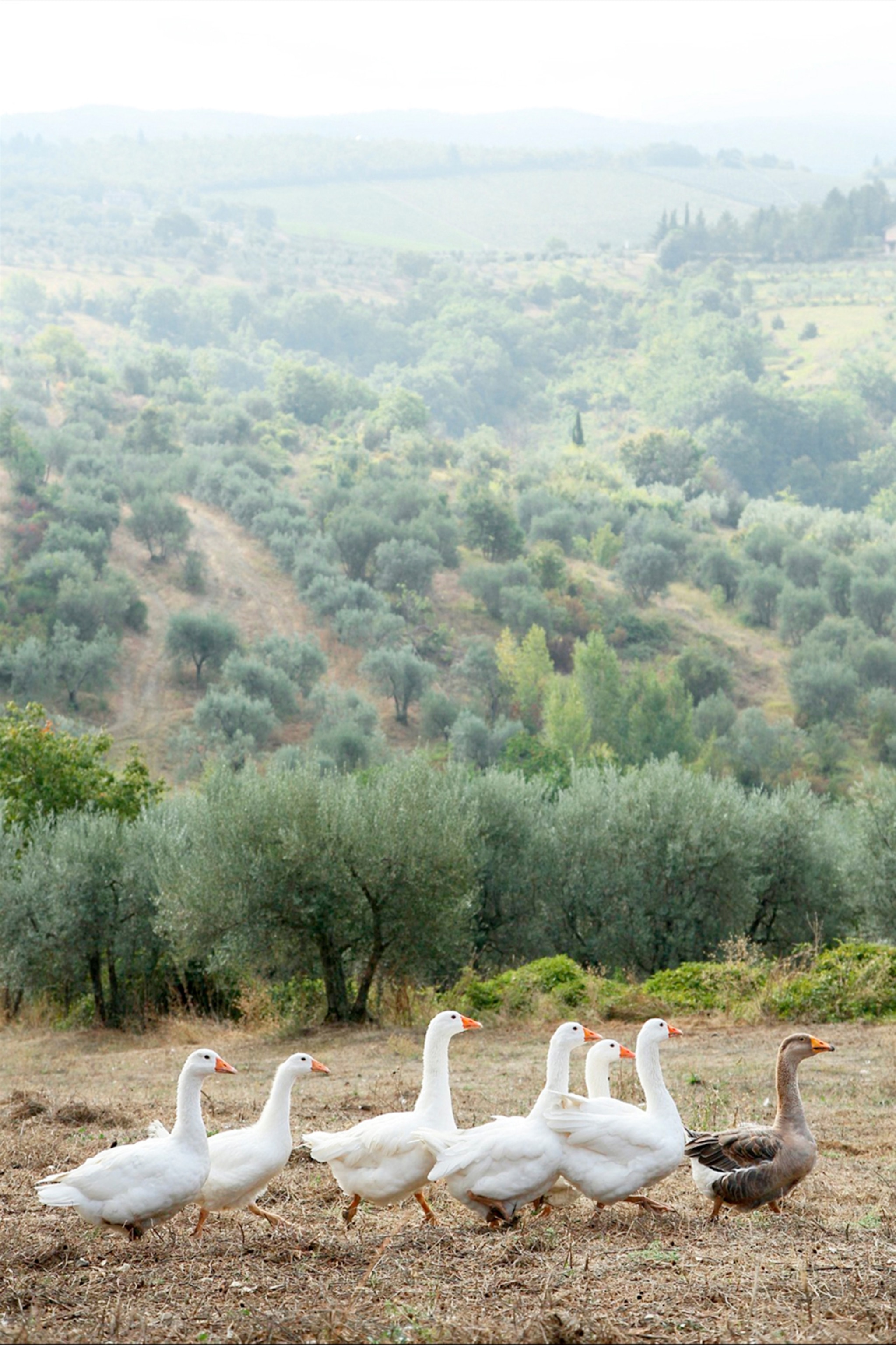 geese on a hillside in Tuscany, Italy