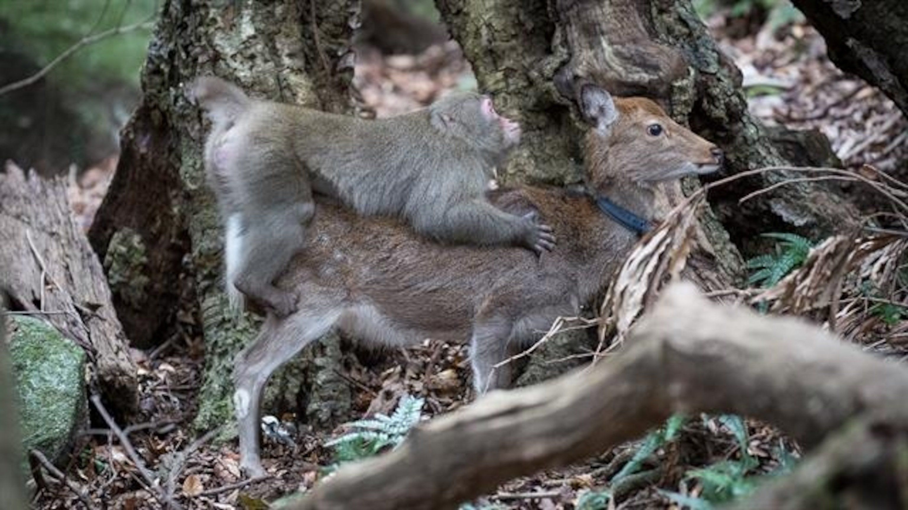 3072px x 1728px - Monkey Tries to Mate With Deer in First Ever Video