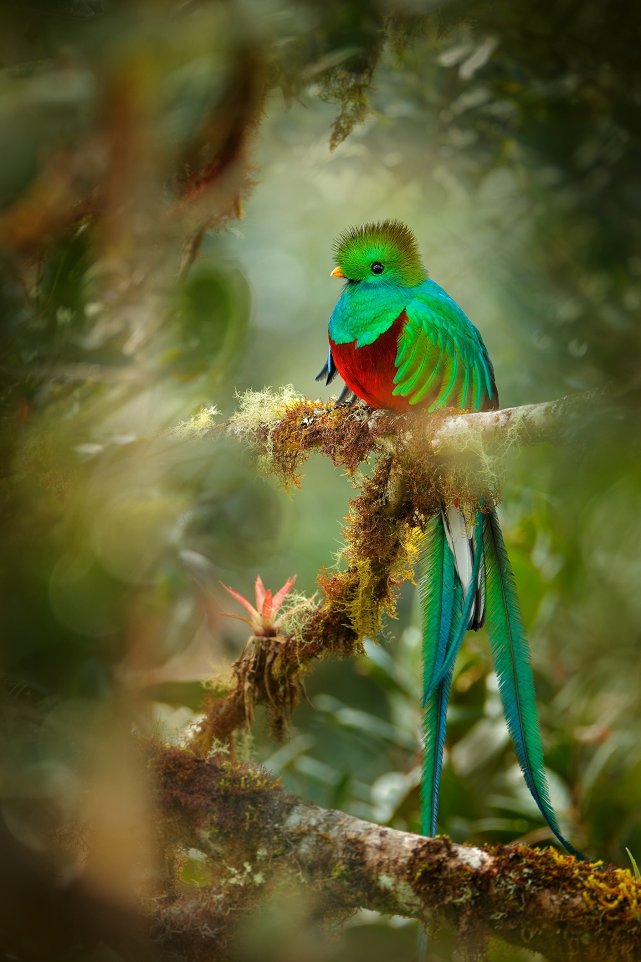 A small but majestic bird sitting on the end of a snapped branch in a tropical forest; its long tail feathers touching a branch below and its metallic-sparkling wings forming a ribcage around his round body.