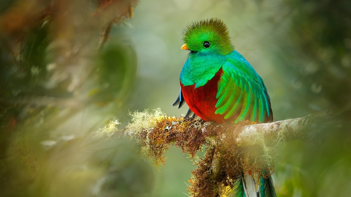 See one of the world's most dazzling birds in Costa Rica's forests