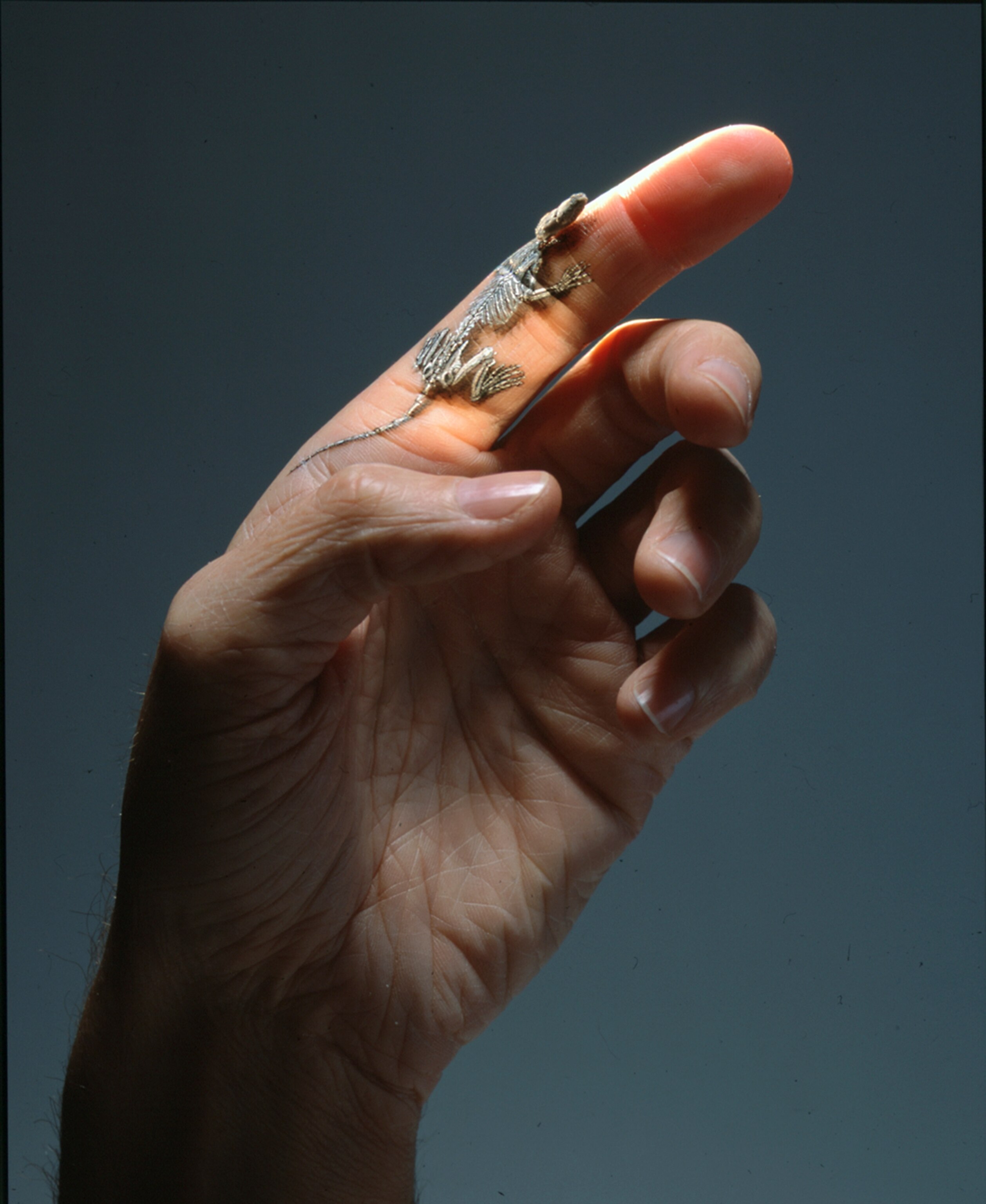 The fossil head and painted bones of Hadrocodium wui point to our past. Though very tiny, the mouselike creature found in China had traits that humans now have—middle ear bones detached from the jaw and a large braincase—195 million years ago. That's much earlier than scientists believed such key innovations emerged.