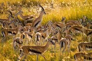 Habitat And Niche Of Gazelle At Christie Llamas Blog Habitat And Niche Of Gazelle At Christie Llamas Blog