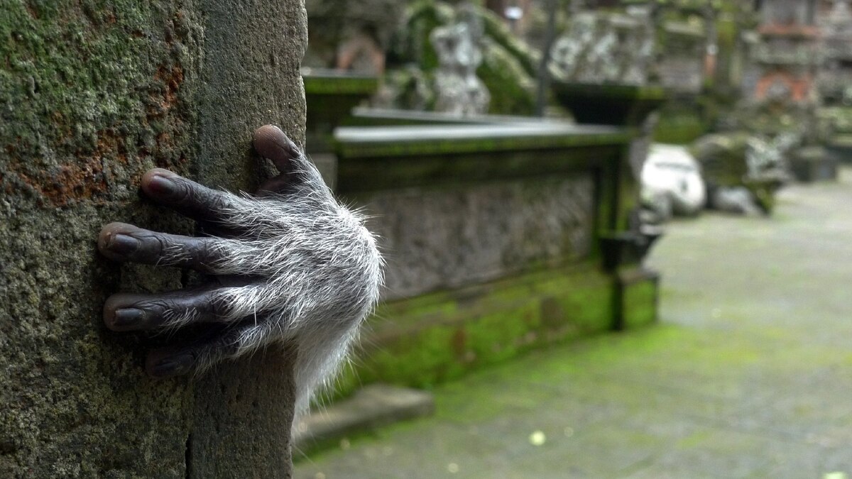 Your Best Pictures of Animals Living in Cities