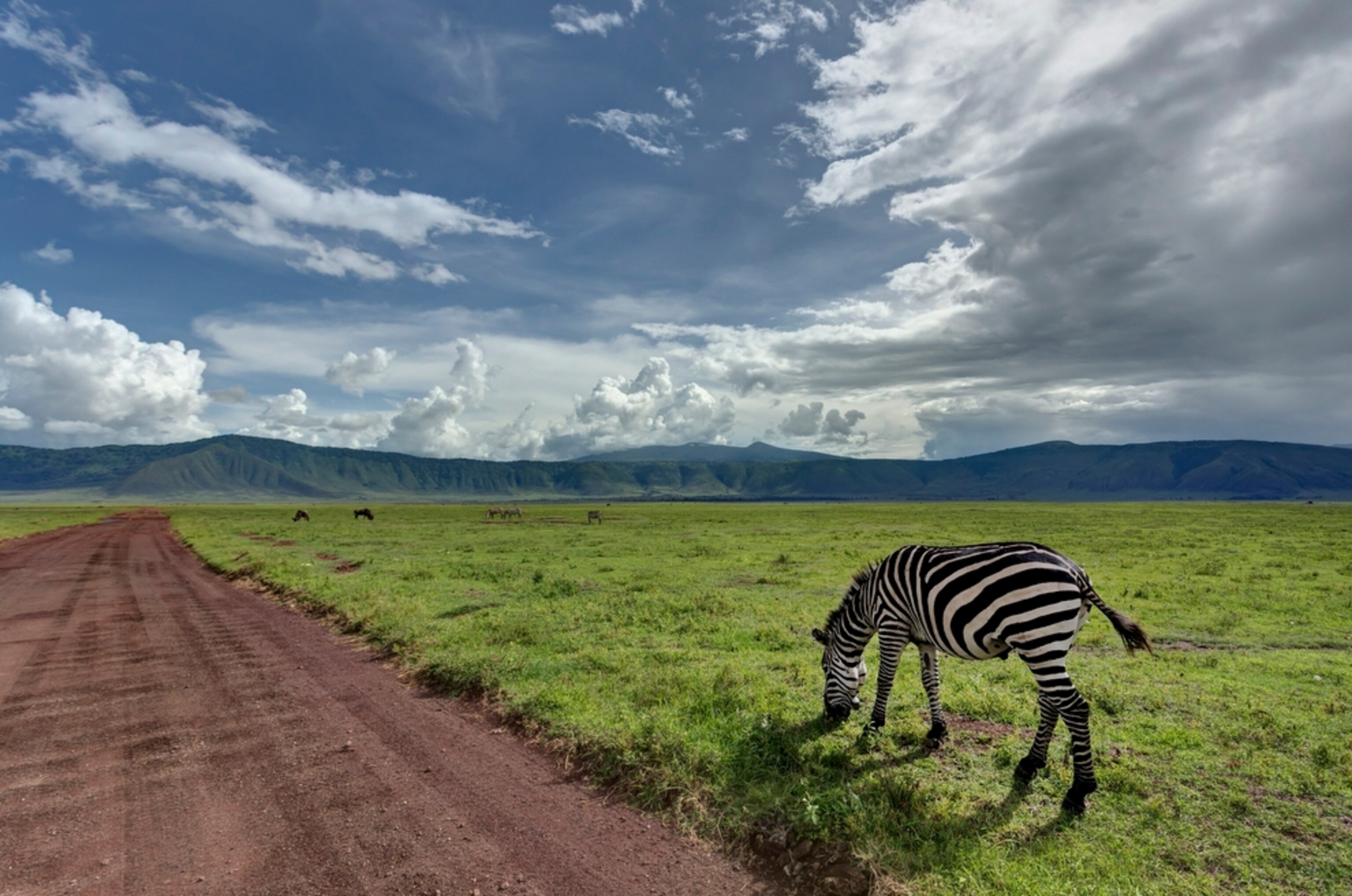 a zebra in the Ngorongoro Crater in Tanzania