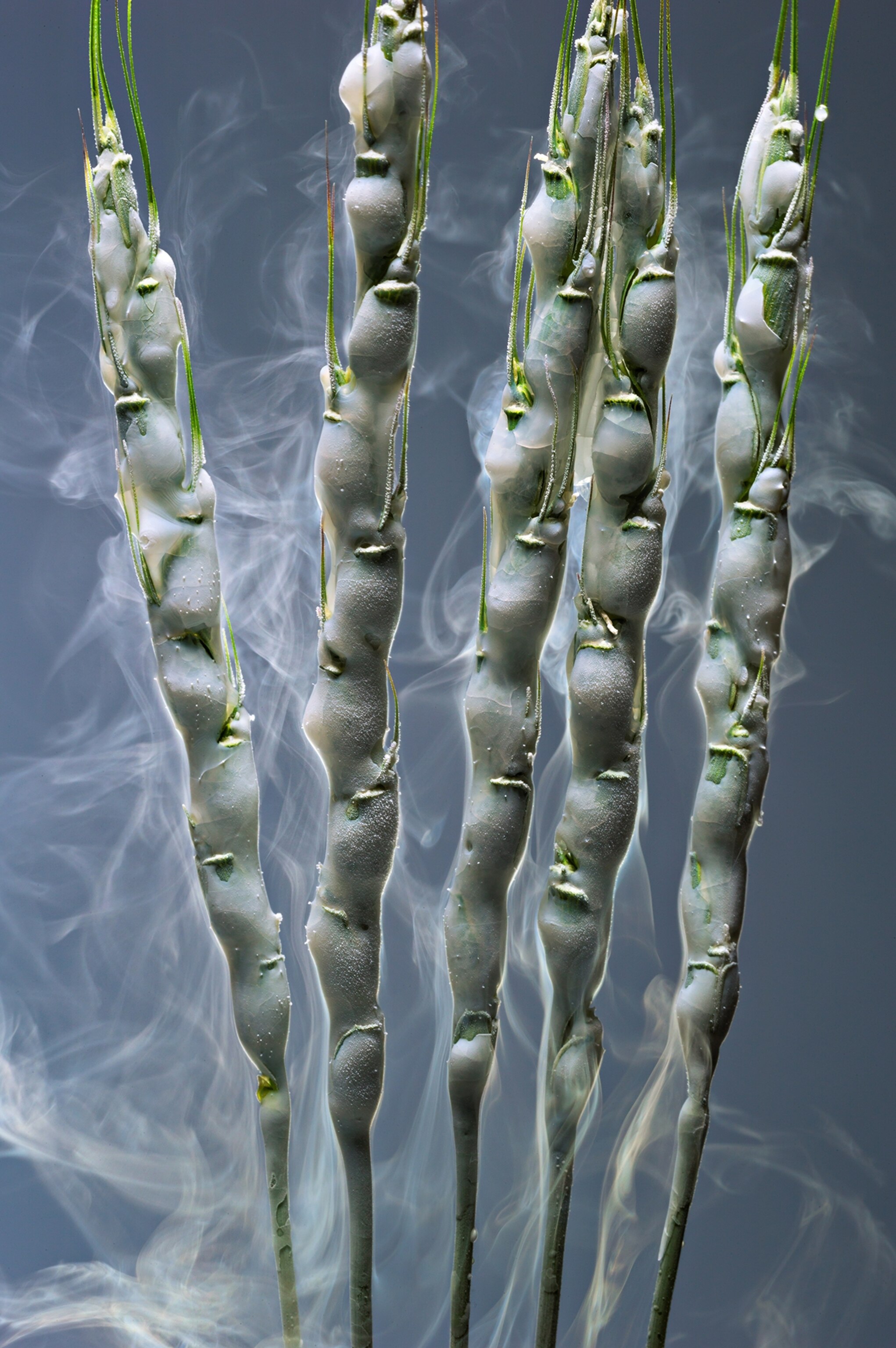 Goat grass, a Middle Eastern weed, frozen with liquid nitrogen.