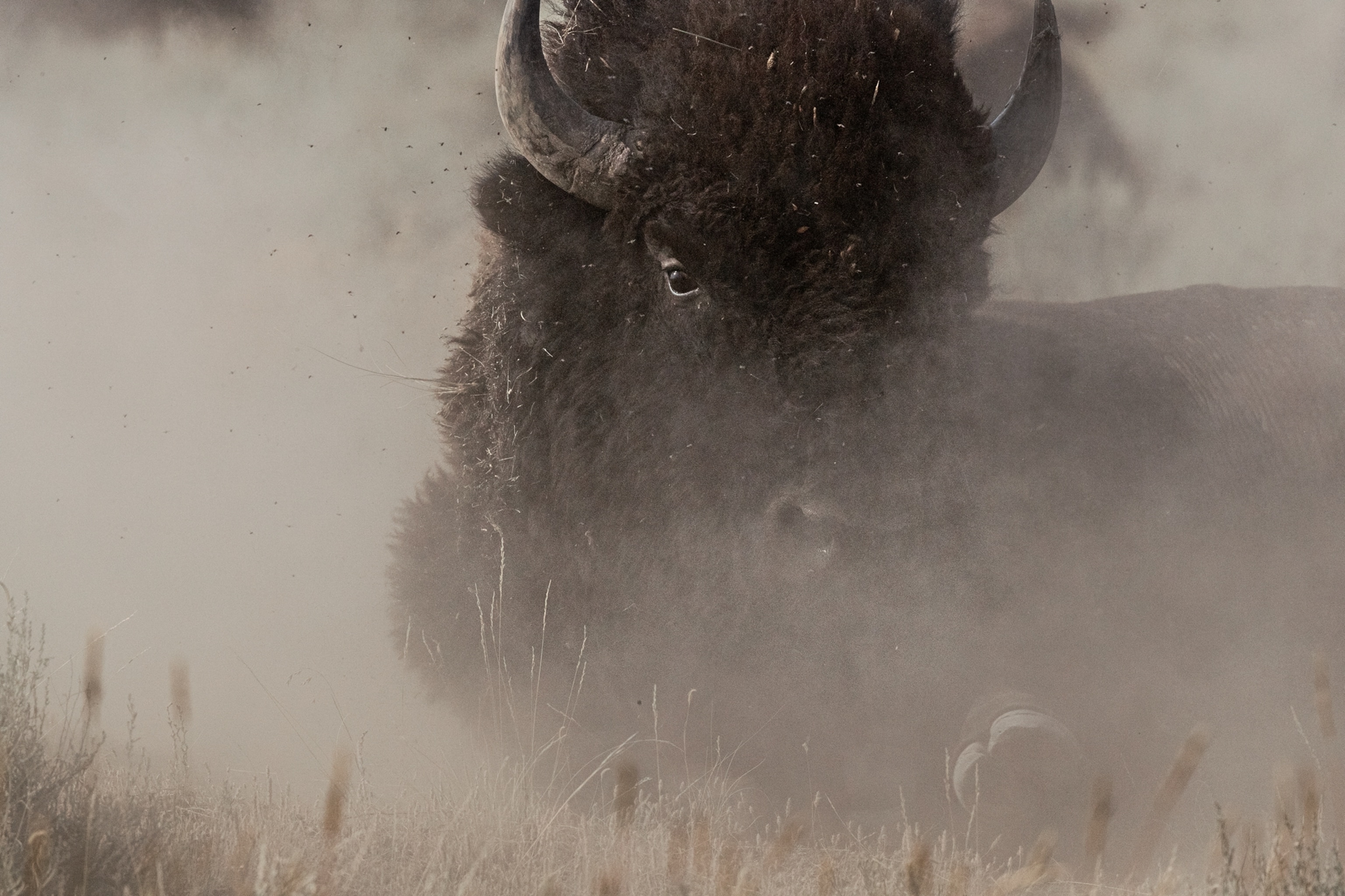 a bison in the dust of a feild
