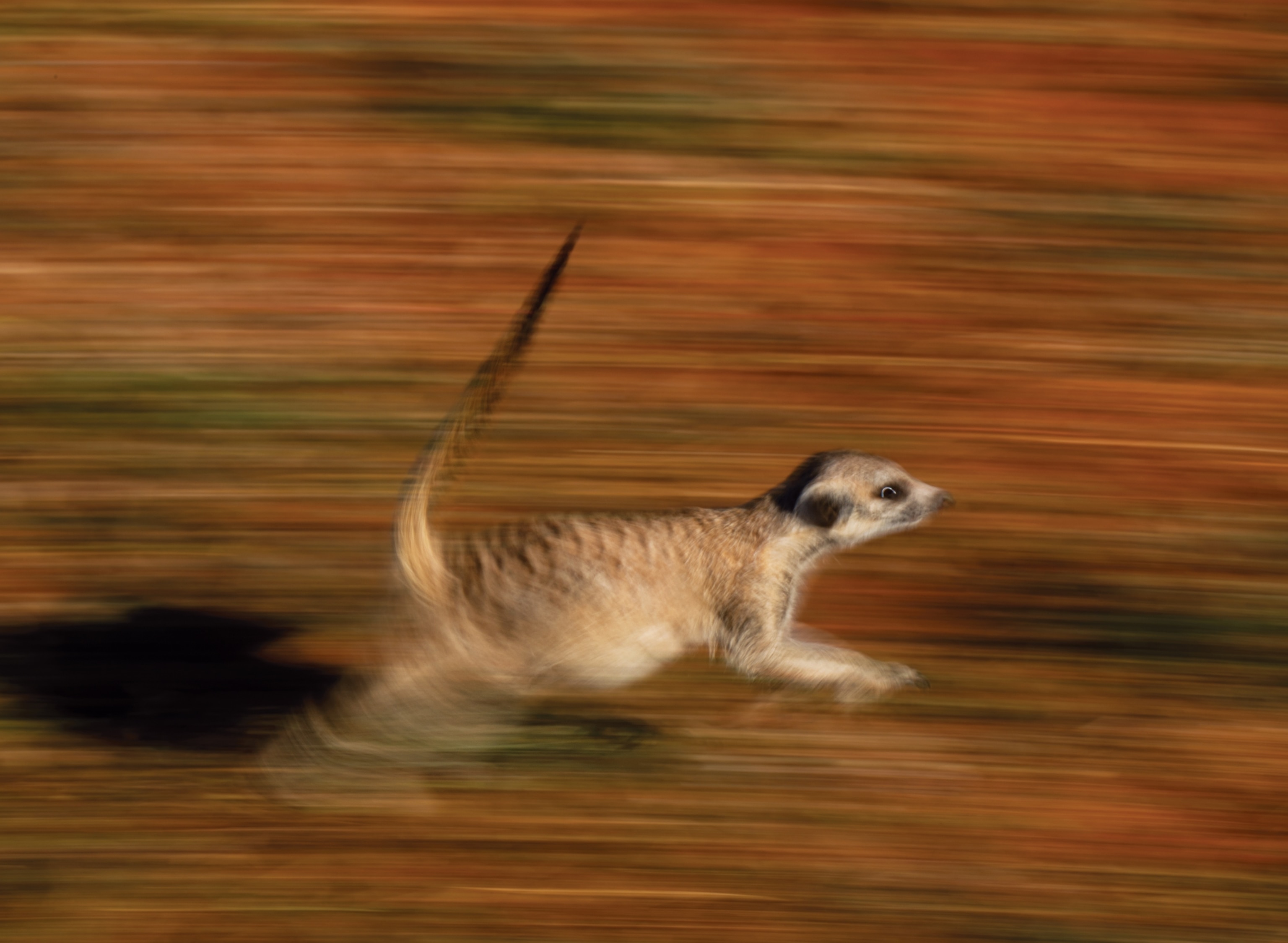 Out of focus photo of racing meerkat.