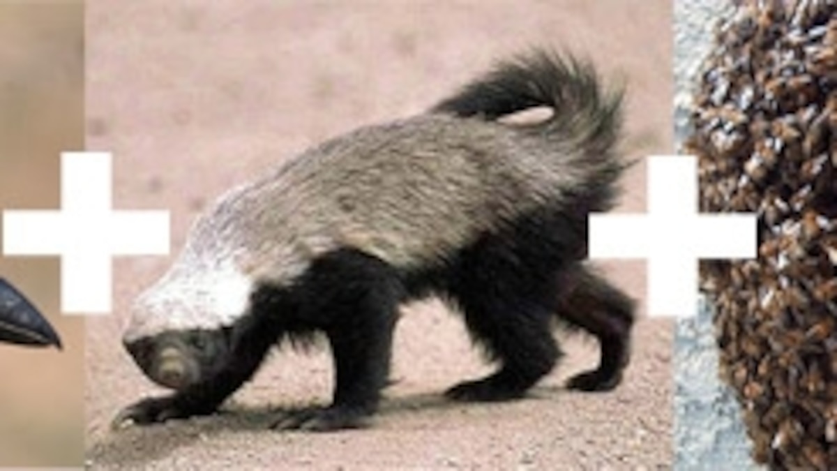 Honey Badger Pet