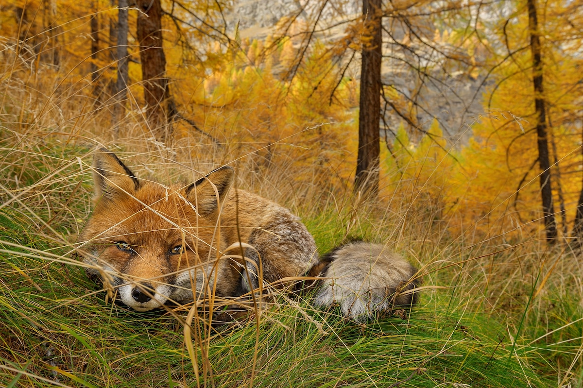 Camouflage Facts
