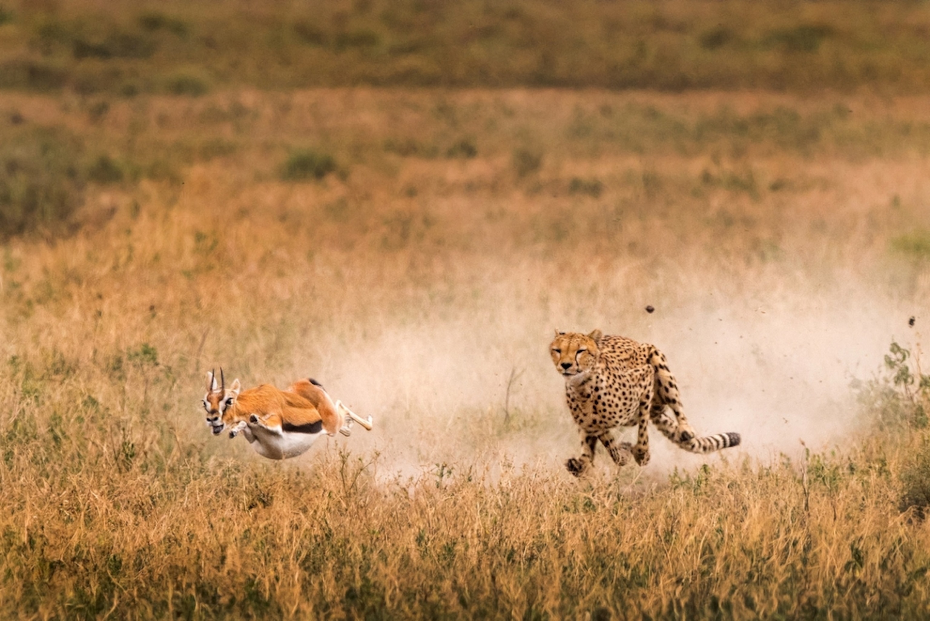 a cheetah hunting an antelope in Tanzania