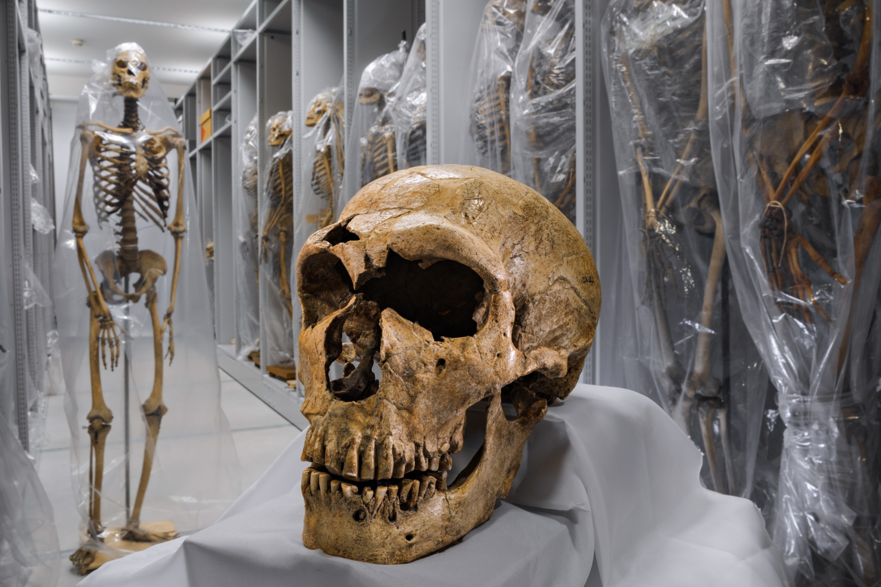 A Neanderthal skull, one of the most complete yet found, rests near human skeletons.