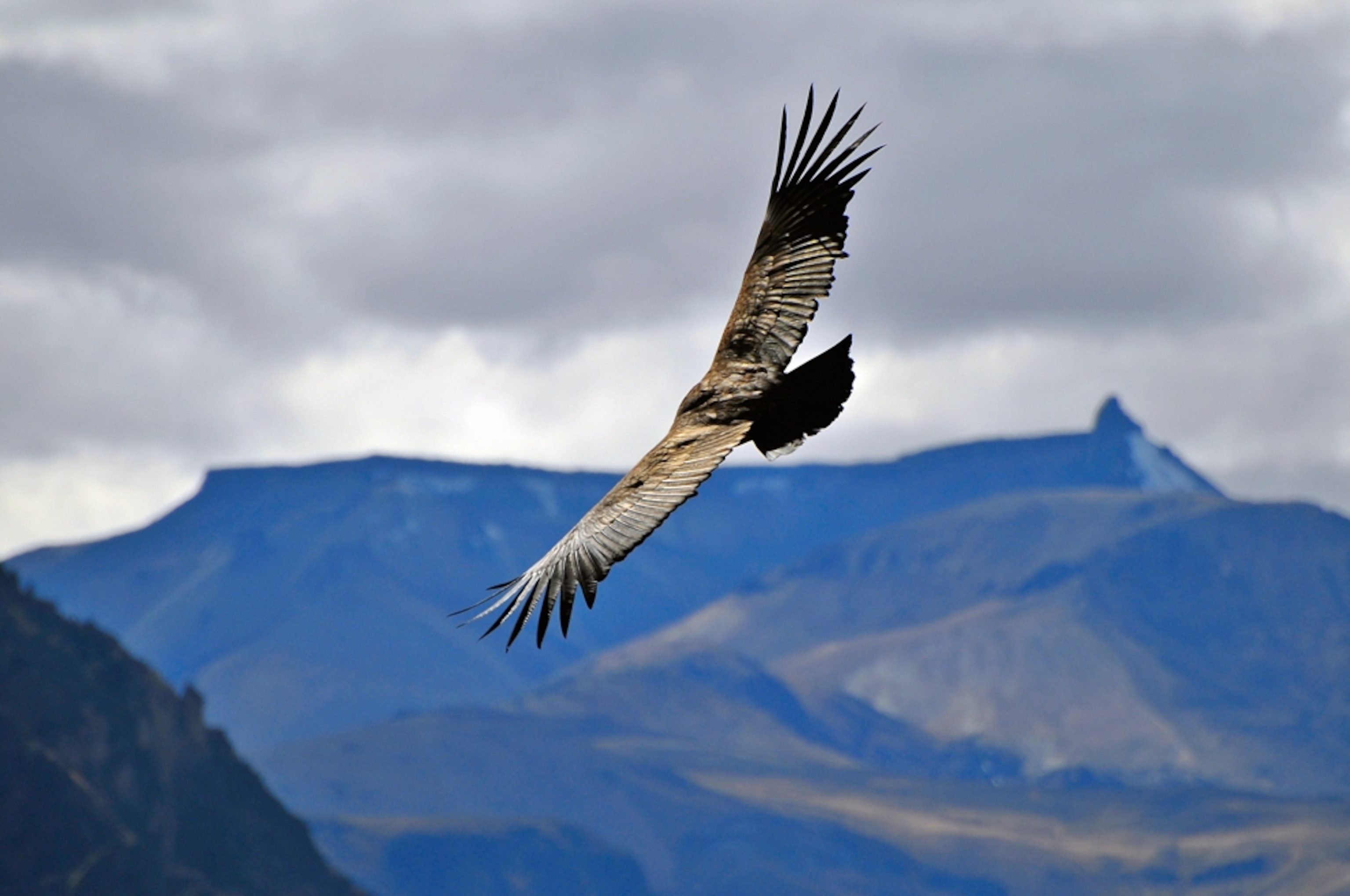 Andean condor in flight in Colca Canyon, Peru