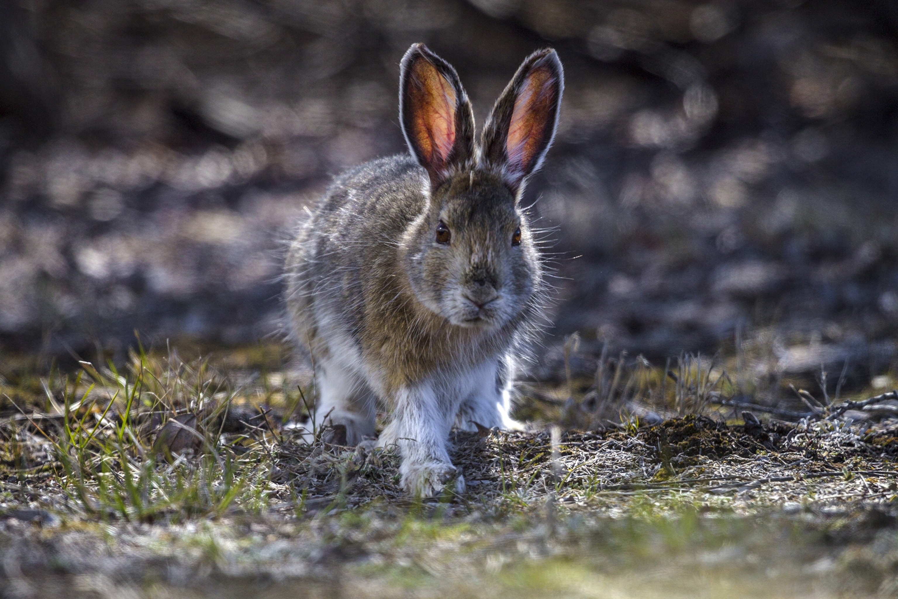 rabbit predators characteristics prey diet