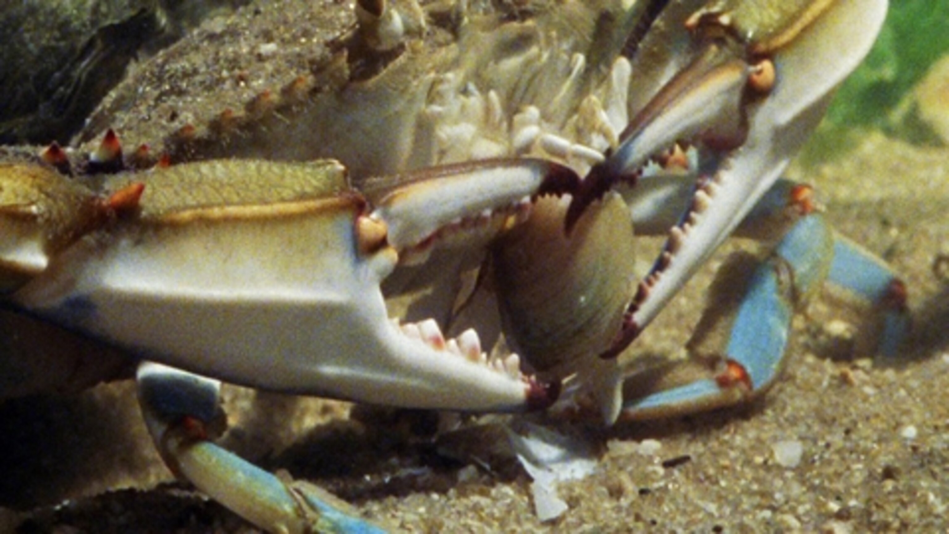 Crab crush