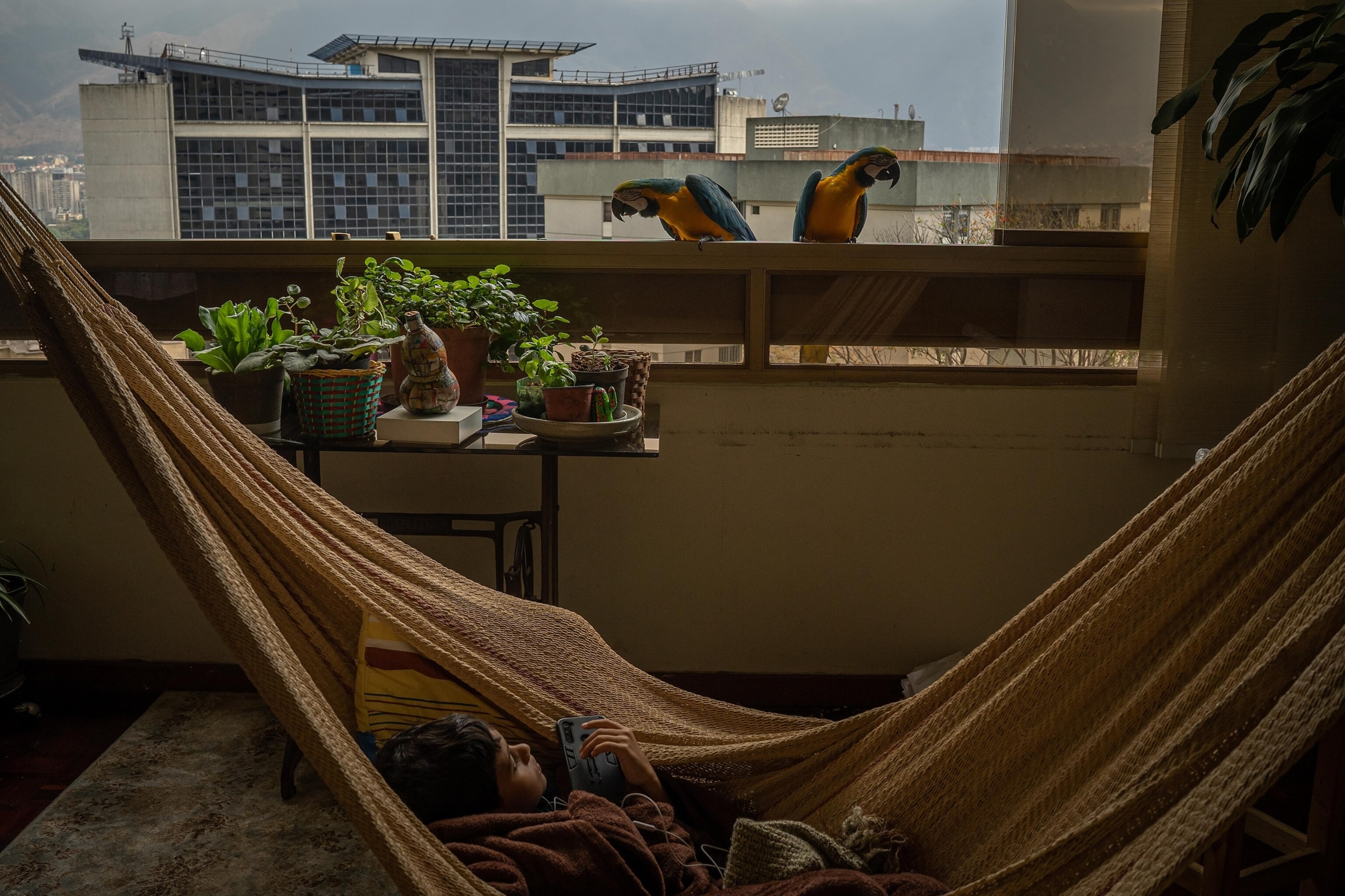 Meet the beloved macaws of Venezuela’s capital