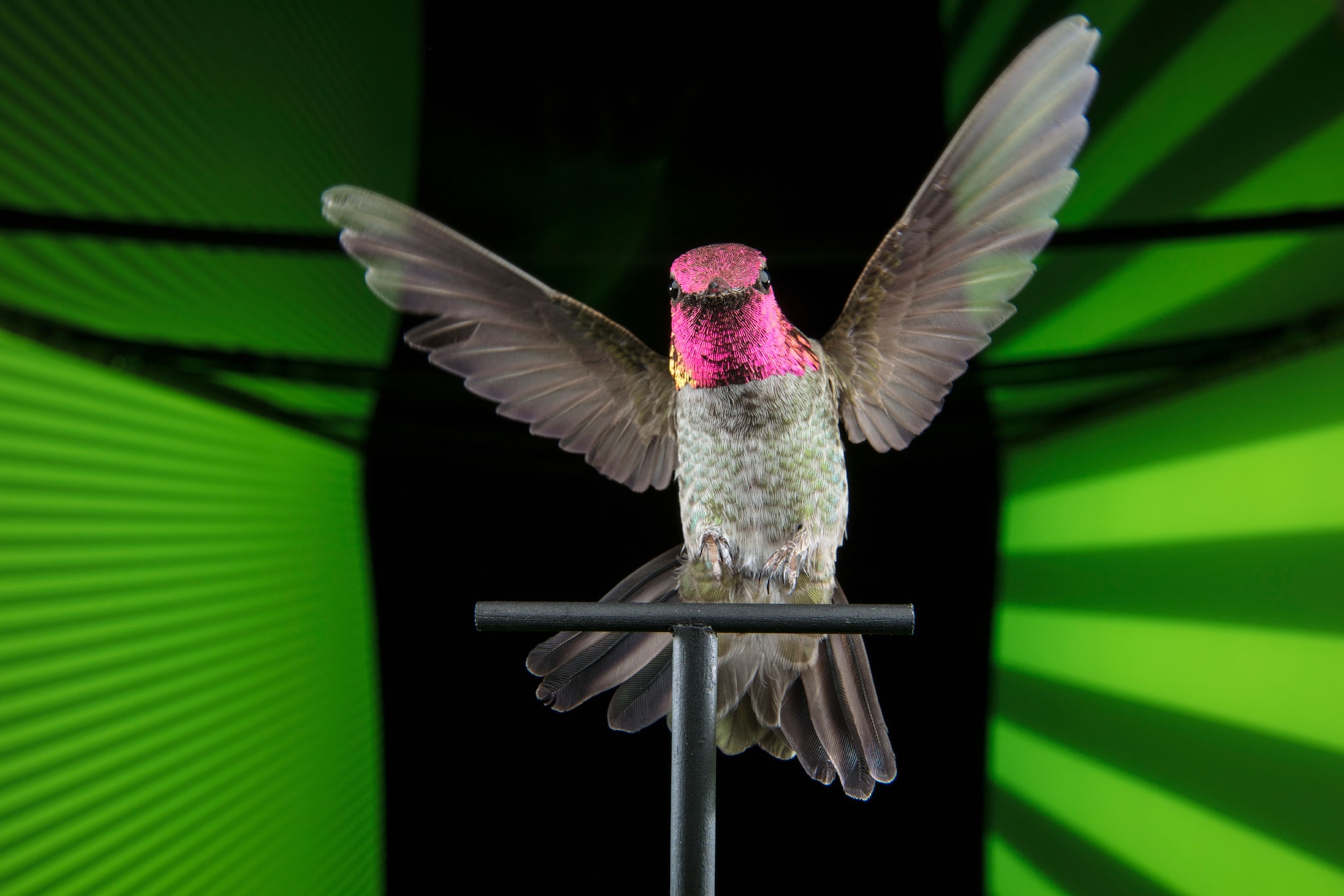an Anna's hummingbird