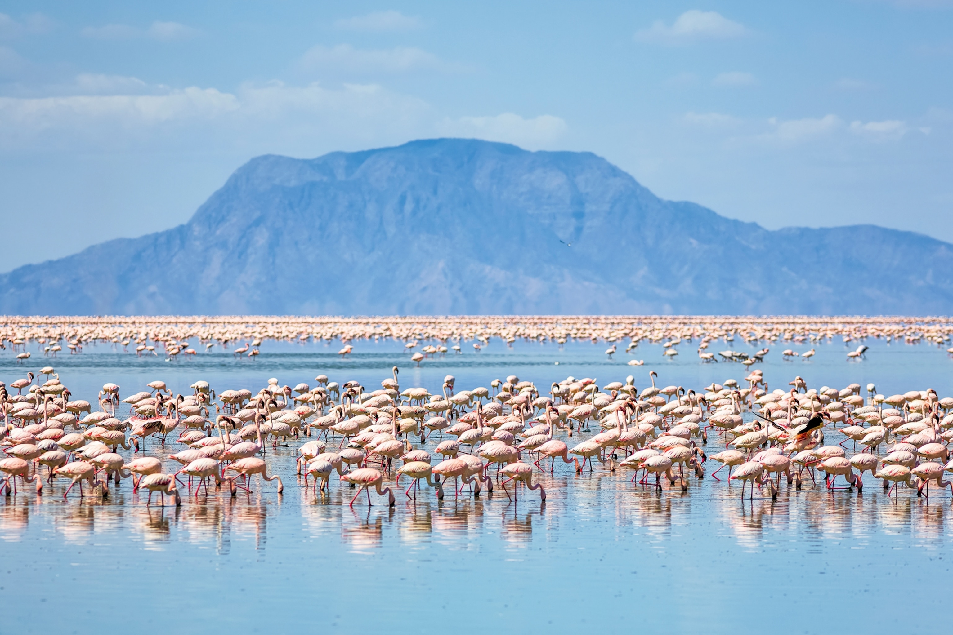 An impressive landscape shot showing a sizable swarm of flamingos in the shallow waters of a lake with mountains in the background.