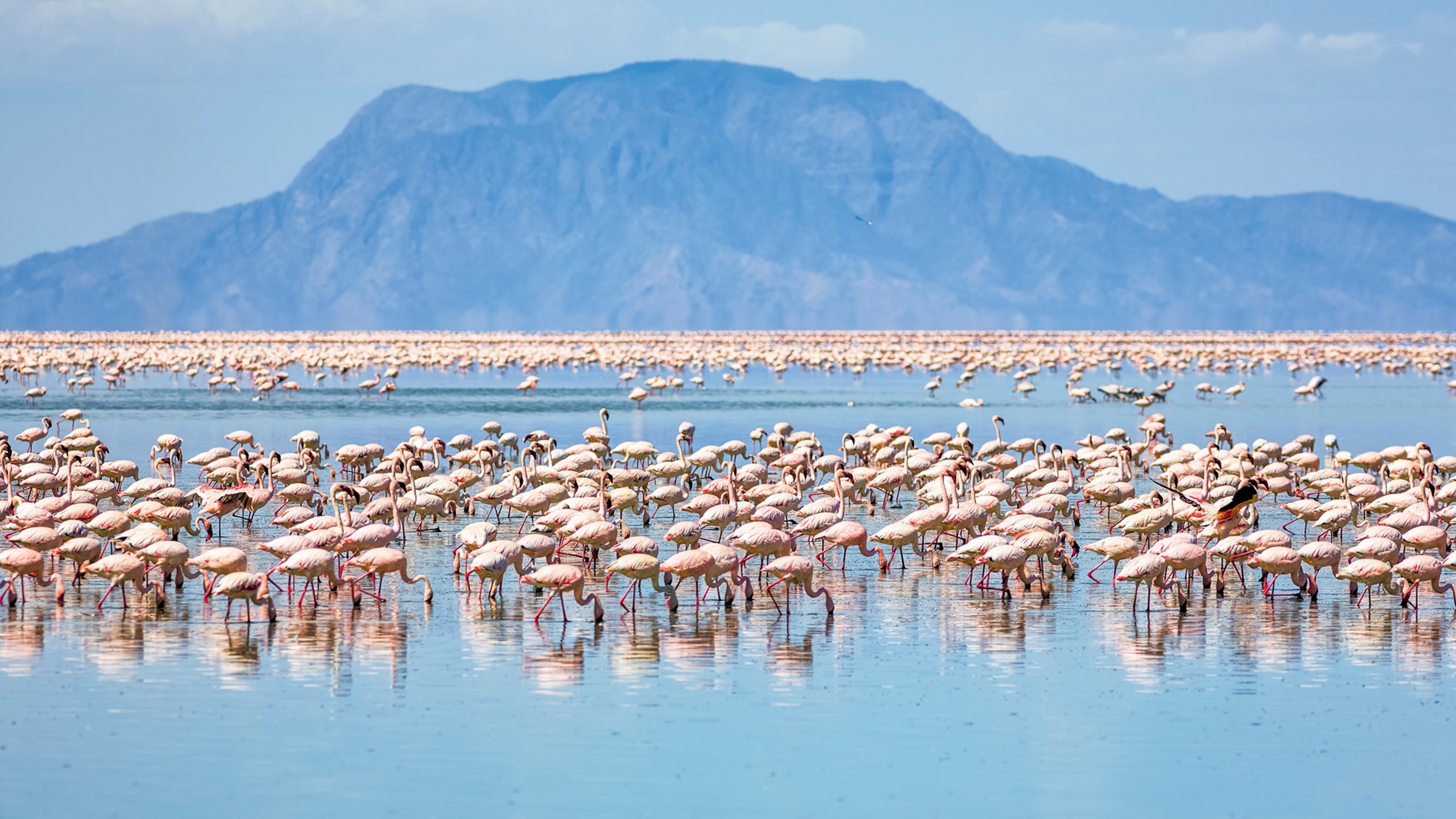 Classic Tanzania in 9 experiences, from Serengeti safaris to island relaxation