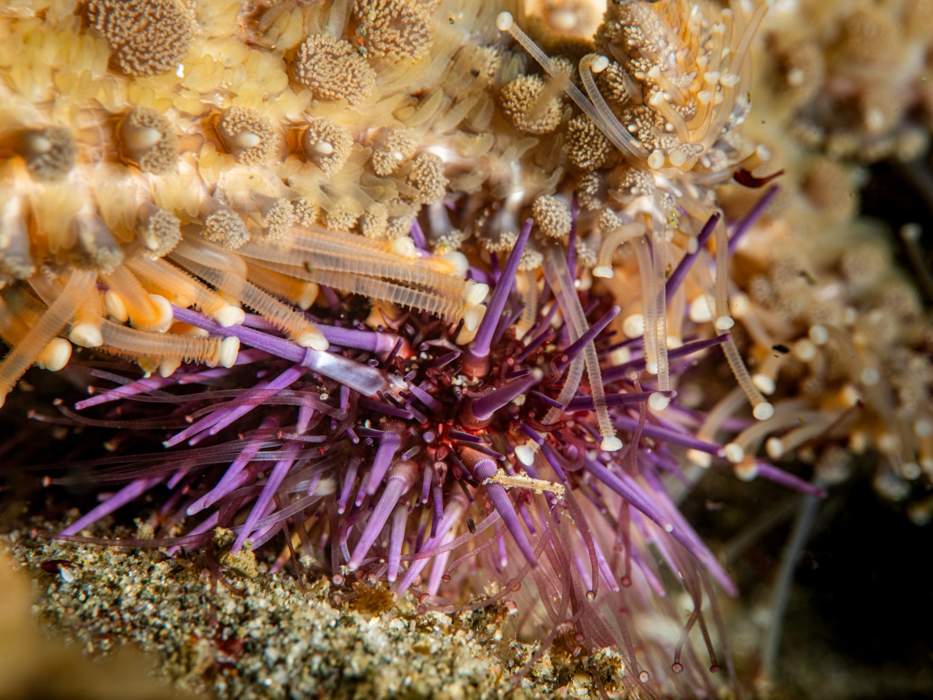 An adult sunflower sea star (Pycnopodia helianthoides) chasing down a purple sea urchin (Strongylocentrotus purpuratus) to devour.