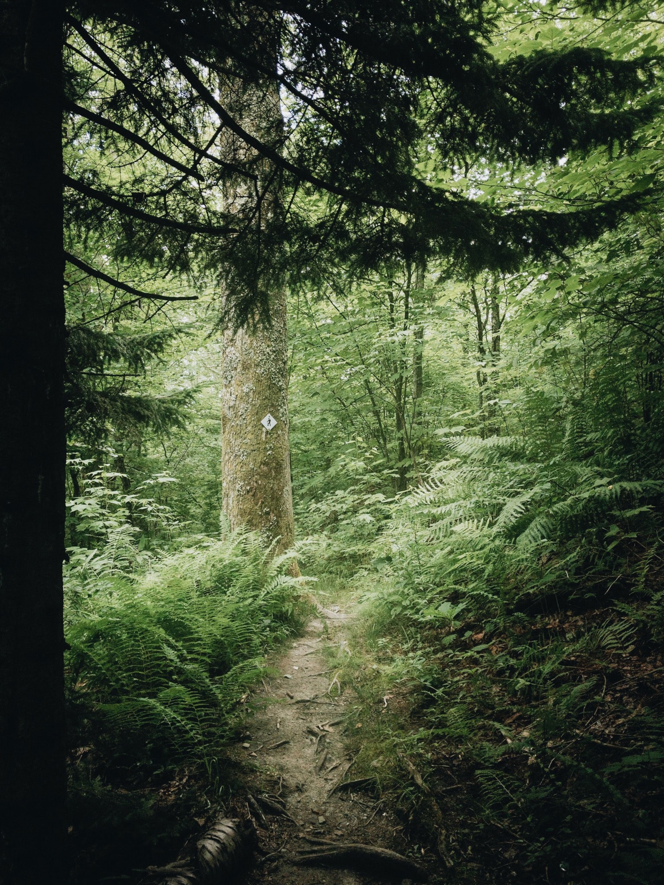 Trees and a path in forest.