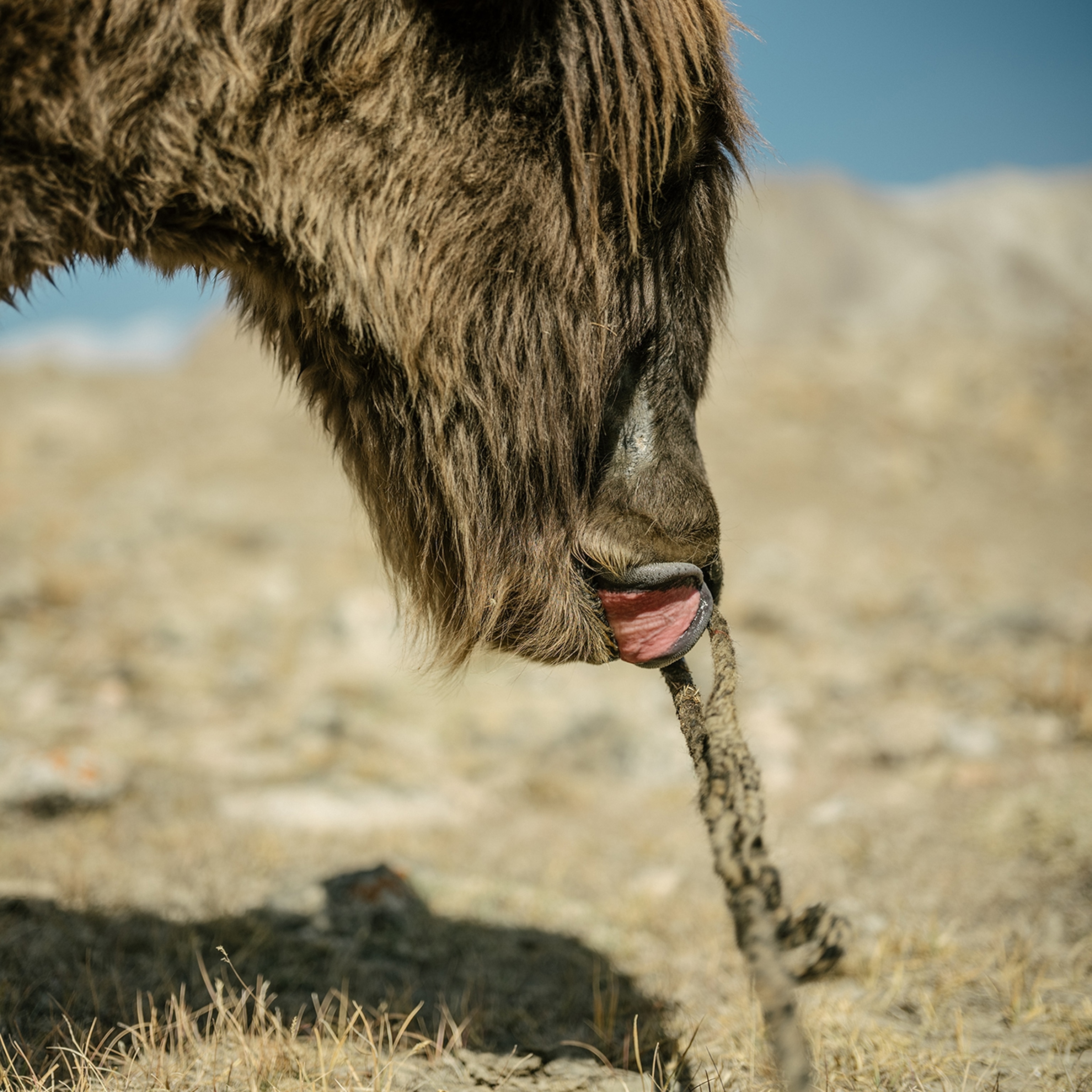 A close view of a yak head with its tongue out and a branch in its mouth.