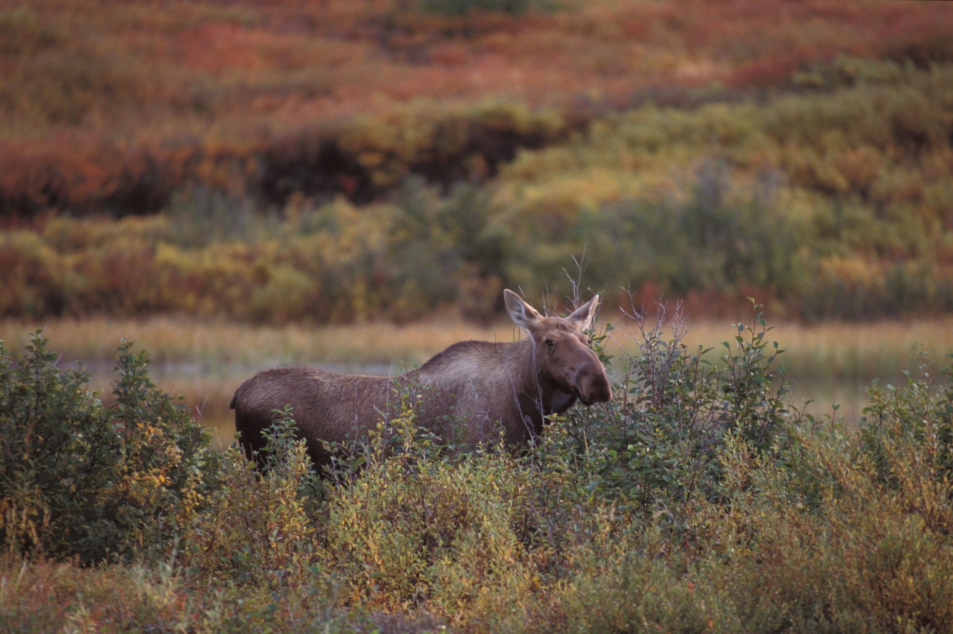 Moose moose walking through tall brush.