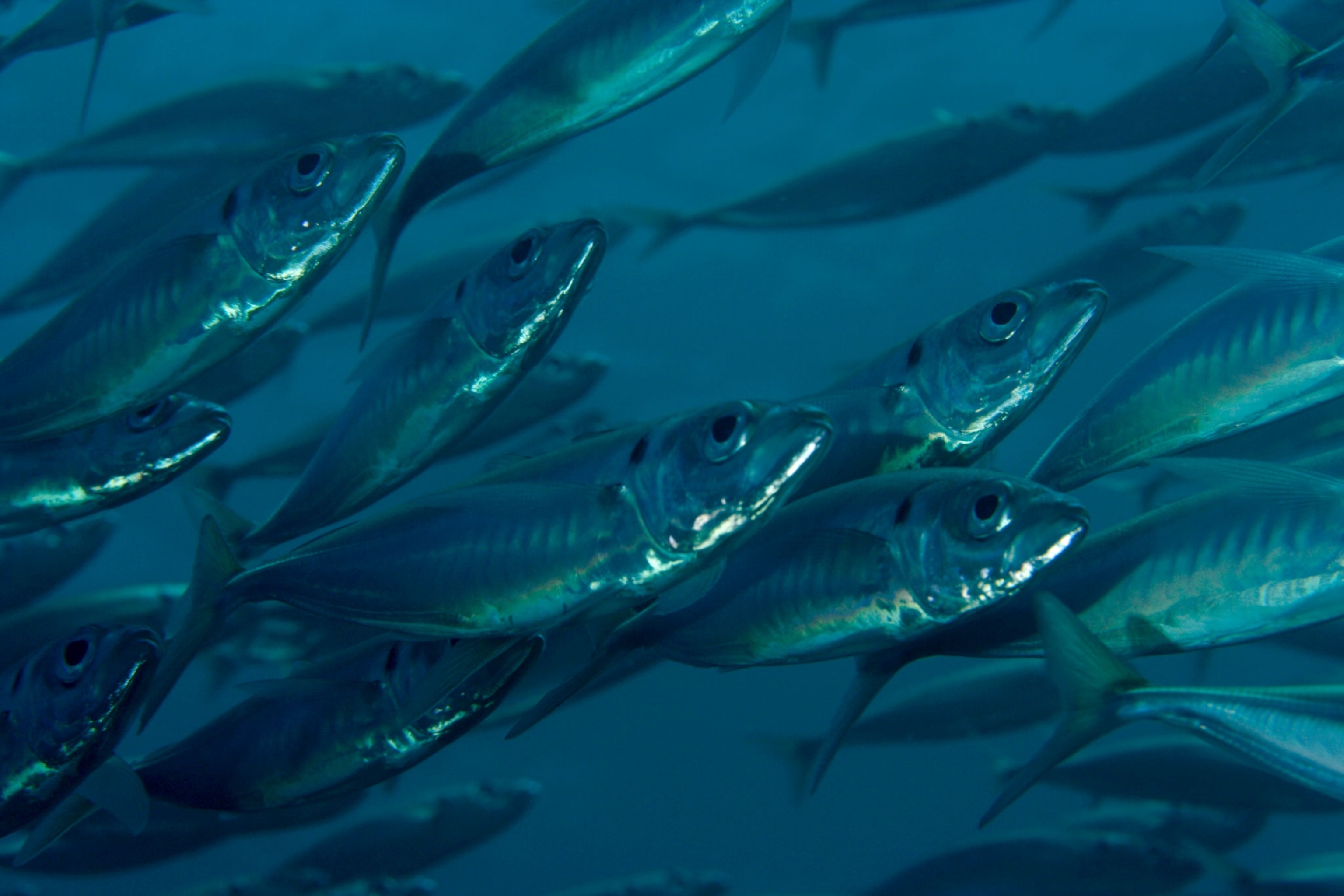 Atlantic Horse Mackerel (Trachurus trachurus) in underwater.