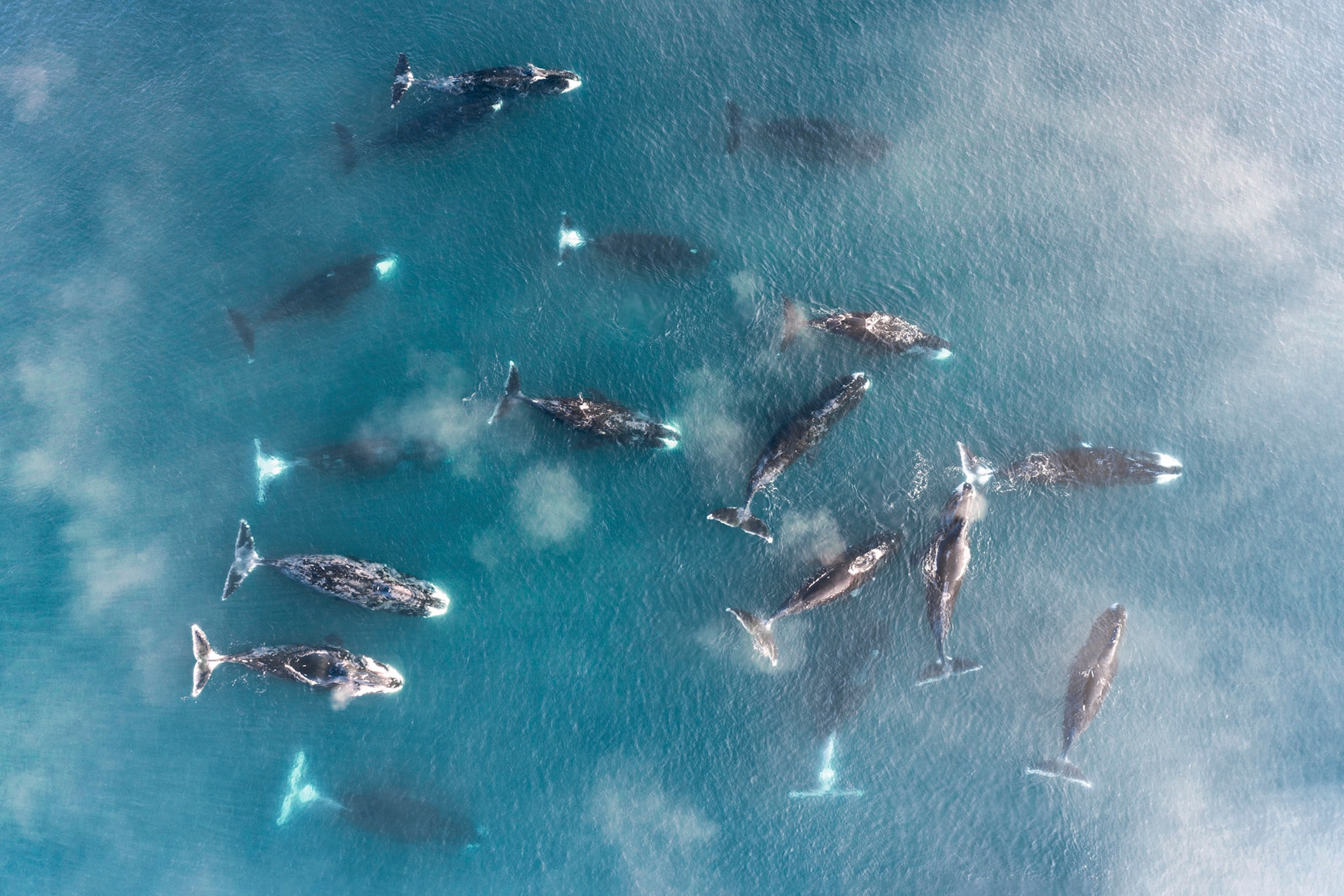 A group of bowhead whales swim near the surface of turquoise water