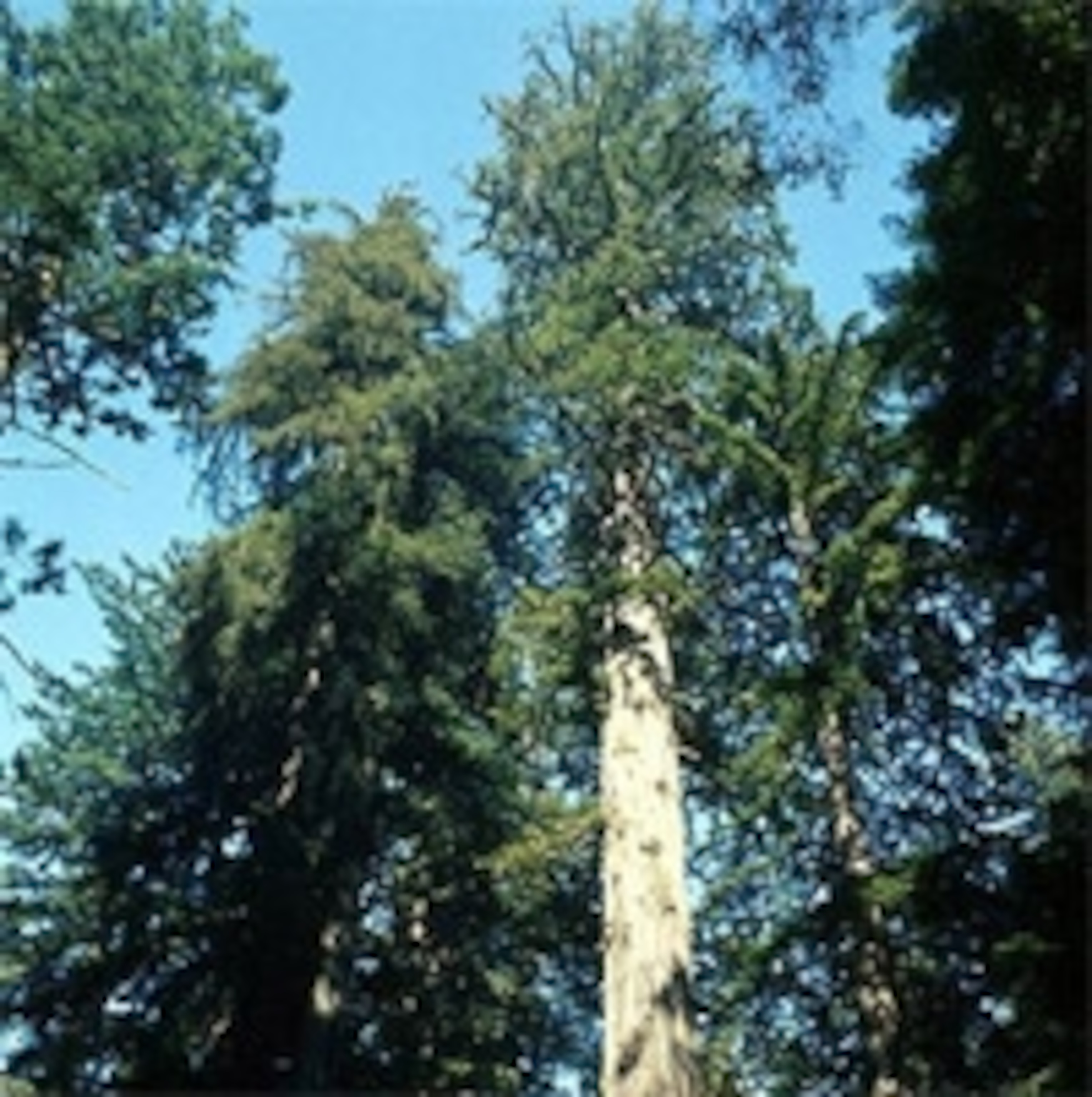 Sequoia.jpg