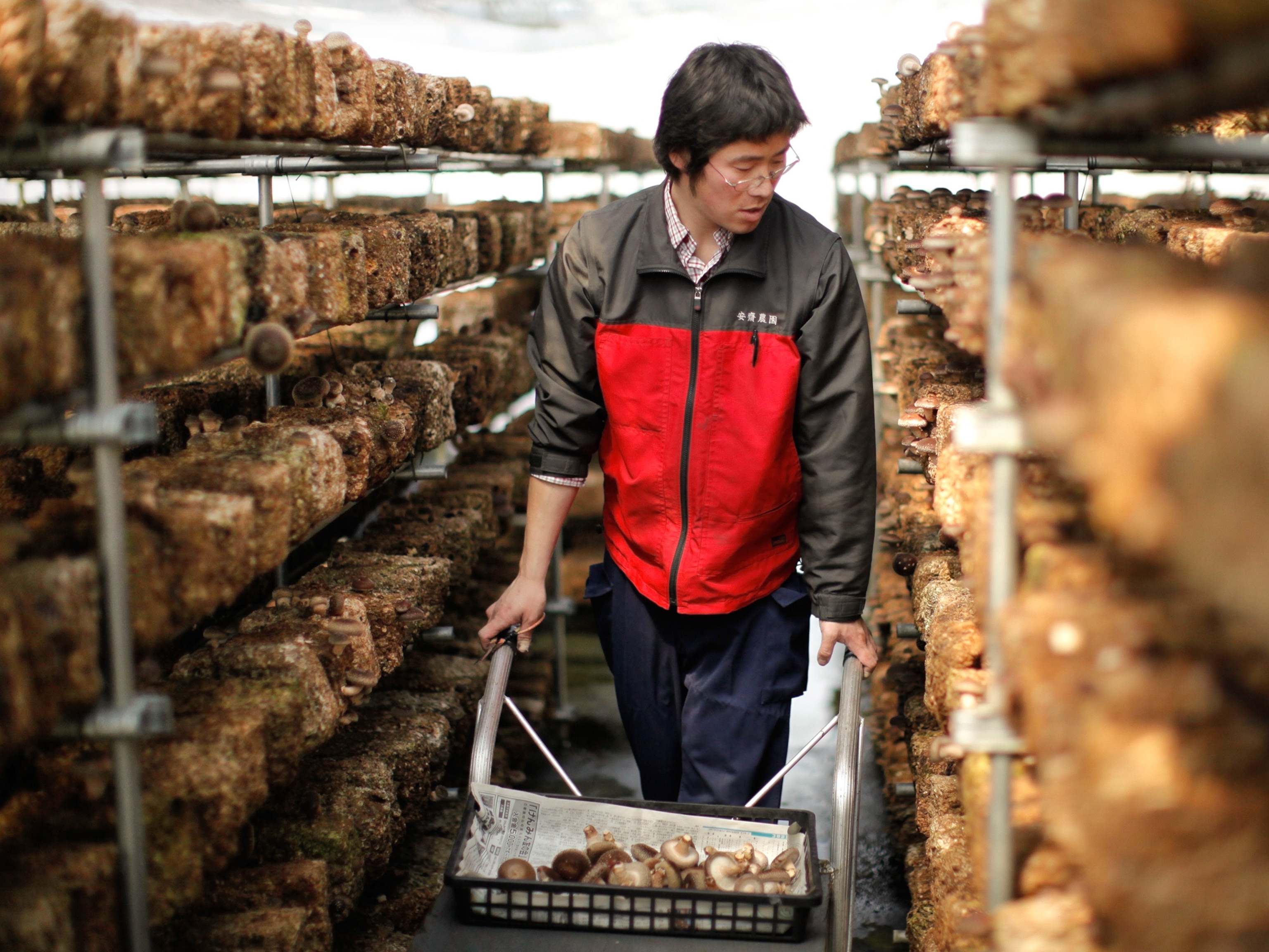 a mushroom farmer near Fukushima