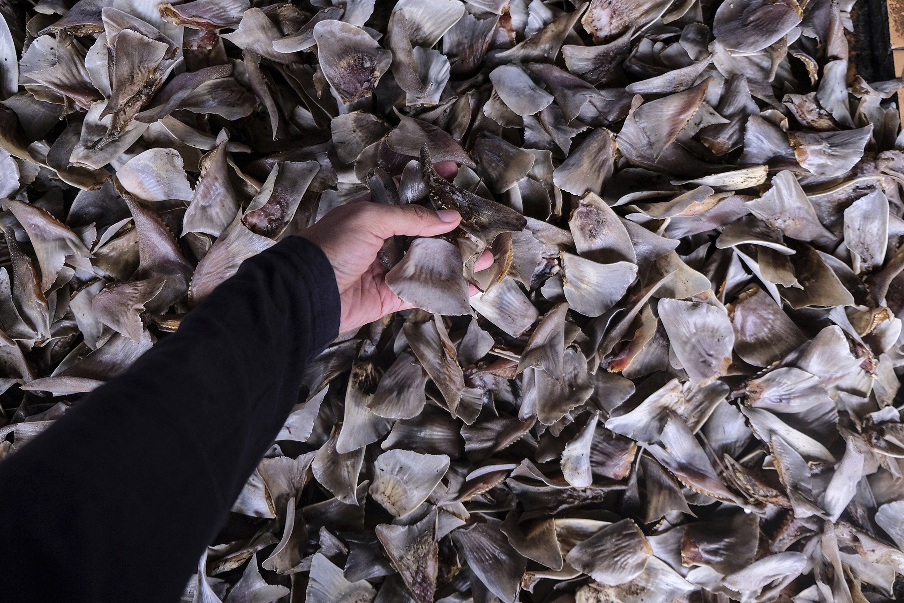 A hand reaches into a pile of shark fins and picks one up