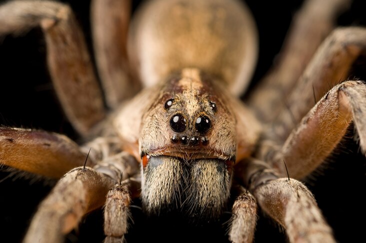 <p><a href="https://www.nationalgeographic.com/animals/invertebrates/facts/wolf-spider">Wolf spiders</a> chase and pounce on their insect prey, like the wolves that inspire their name.</p>
