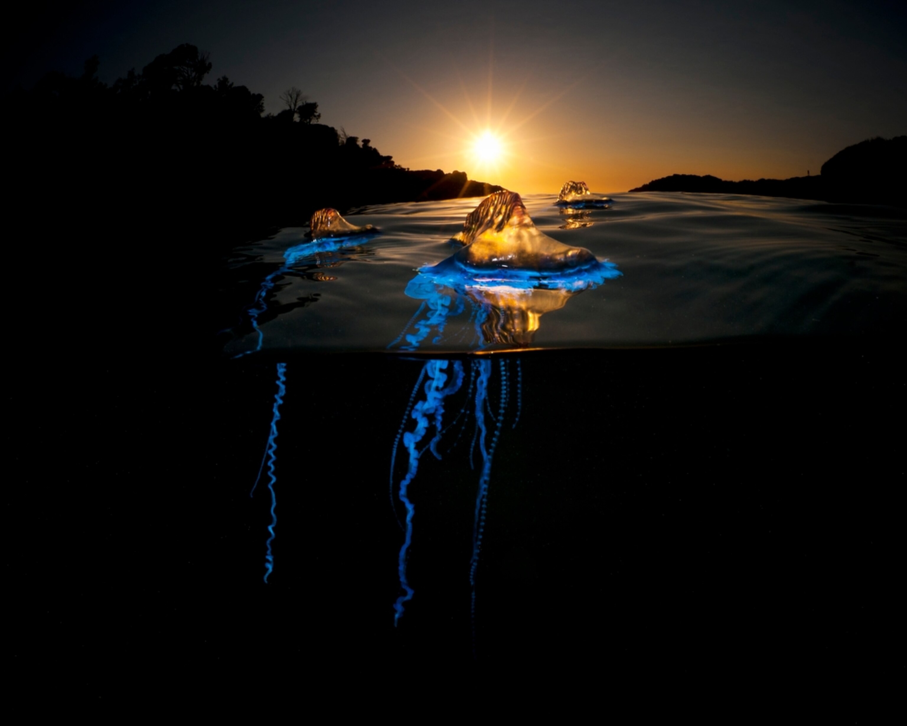 a bluebottle cnidaria in New South Wales, Australia