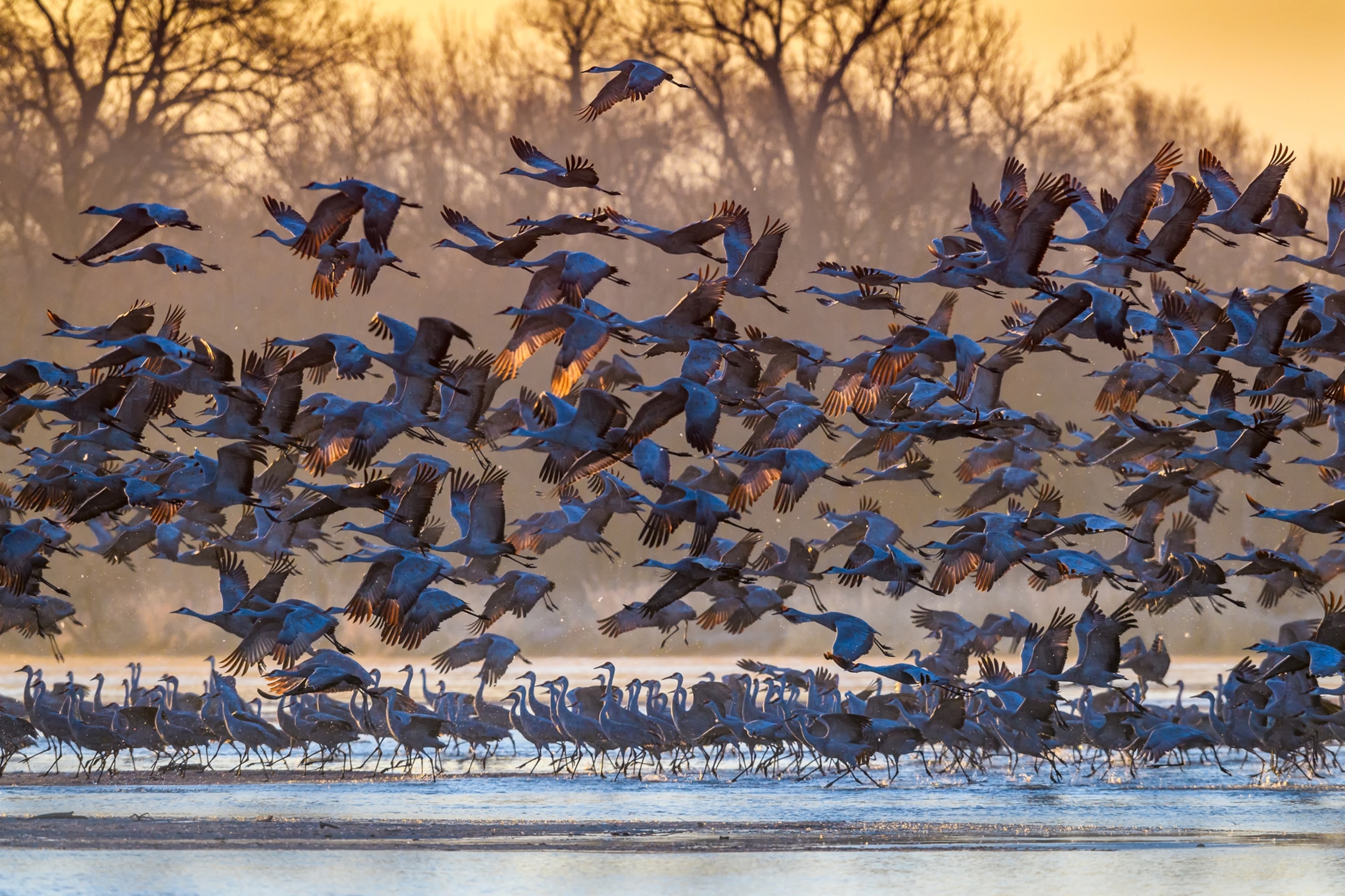 Cranes take flight above a river