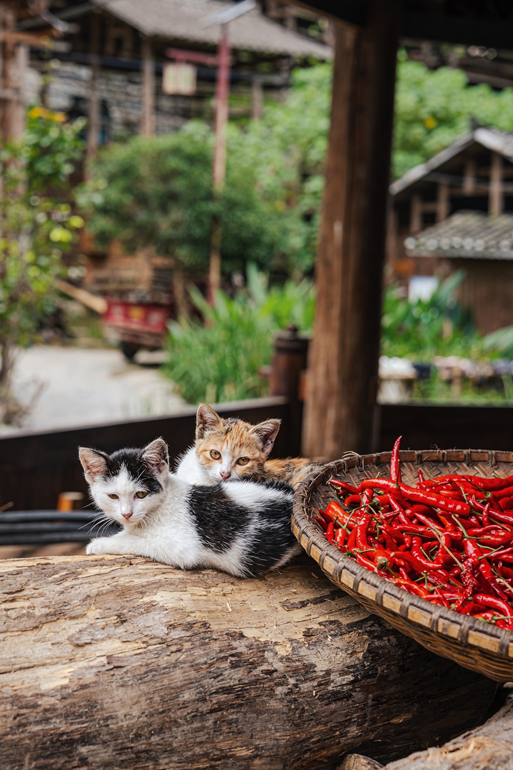 Two kittens cuddling on a log with a basket of dried chillies next to them and the village scene behind them.