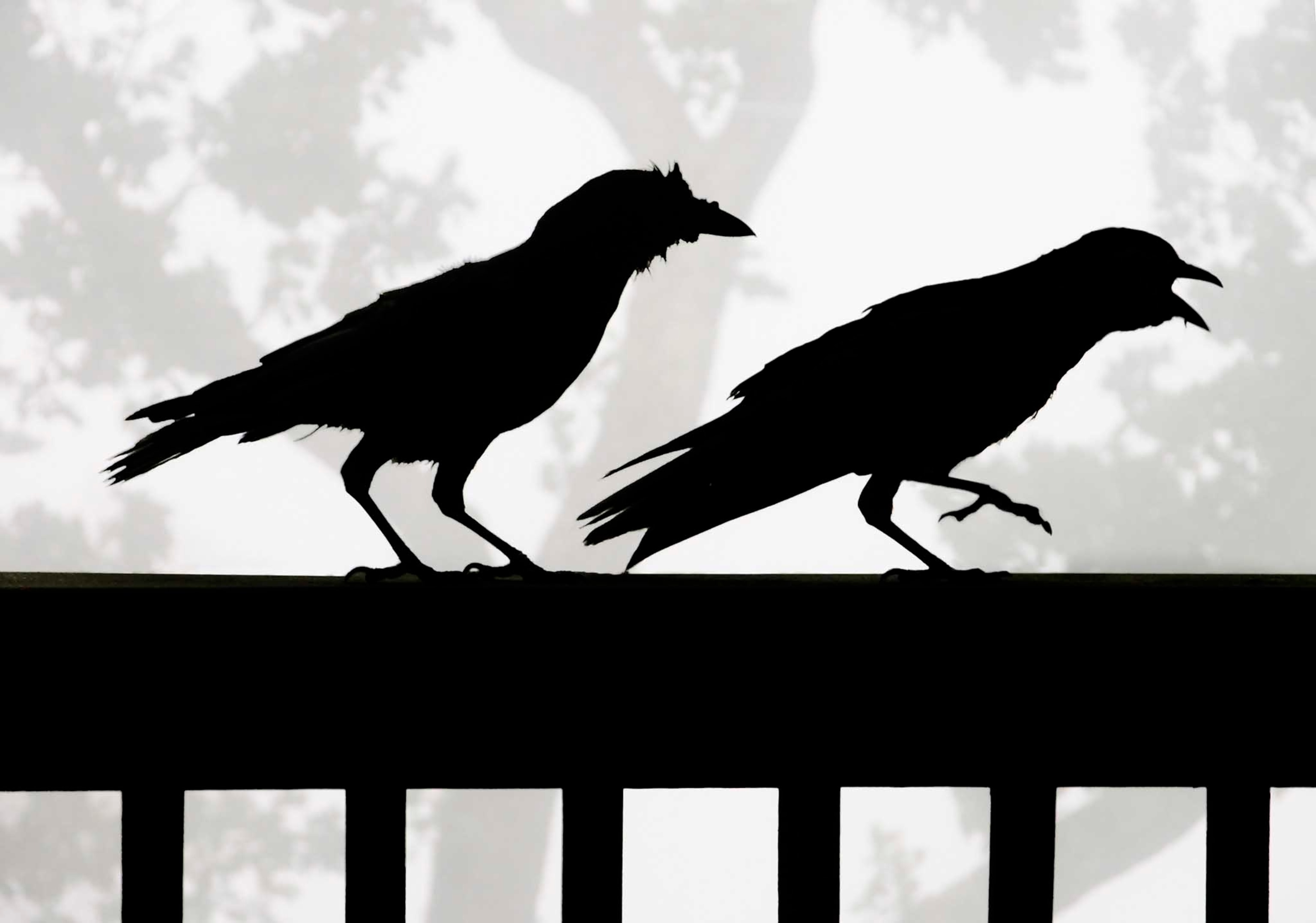 Two American Crows on a railing are silhouetted against a misty sky.