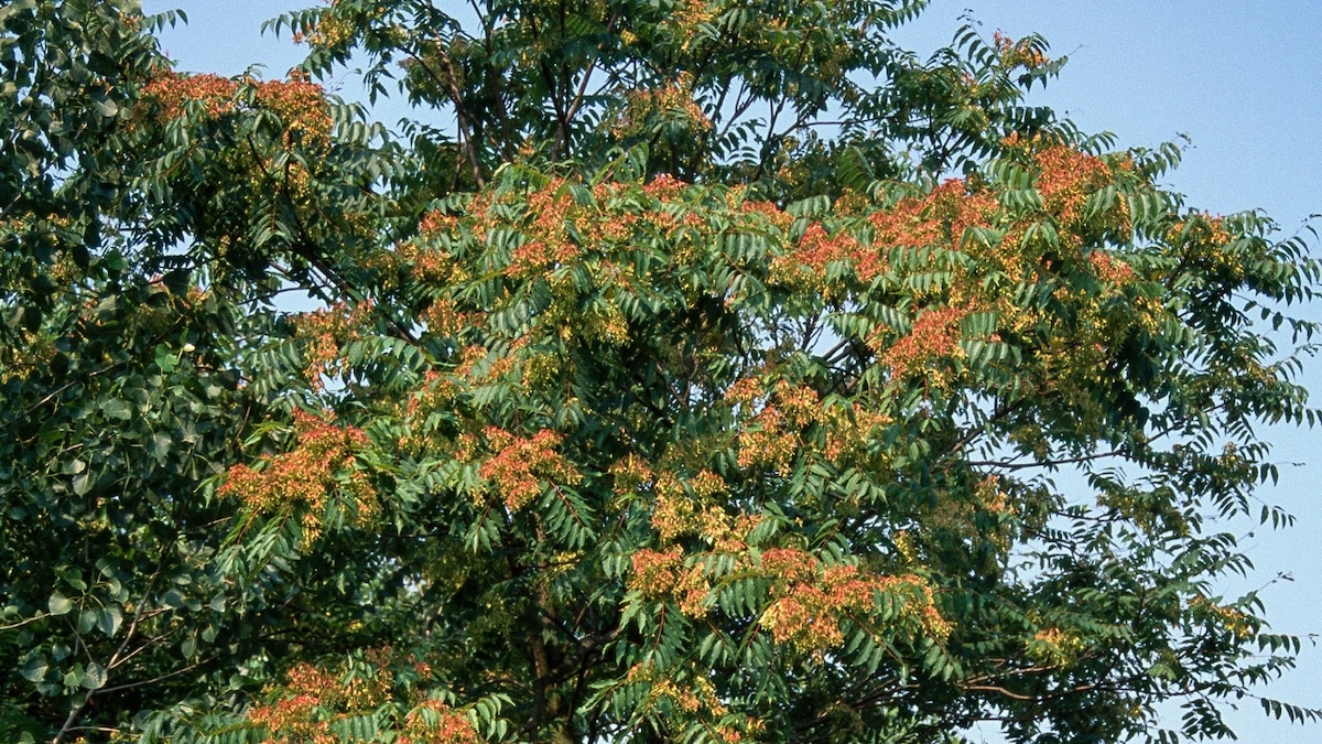 Tree of heaven is a hellish invasive species. Could a fungus save the day?