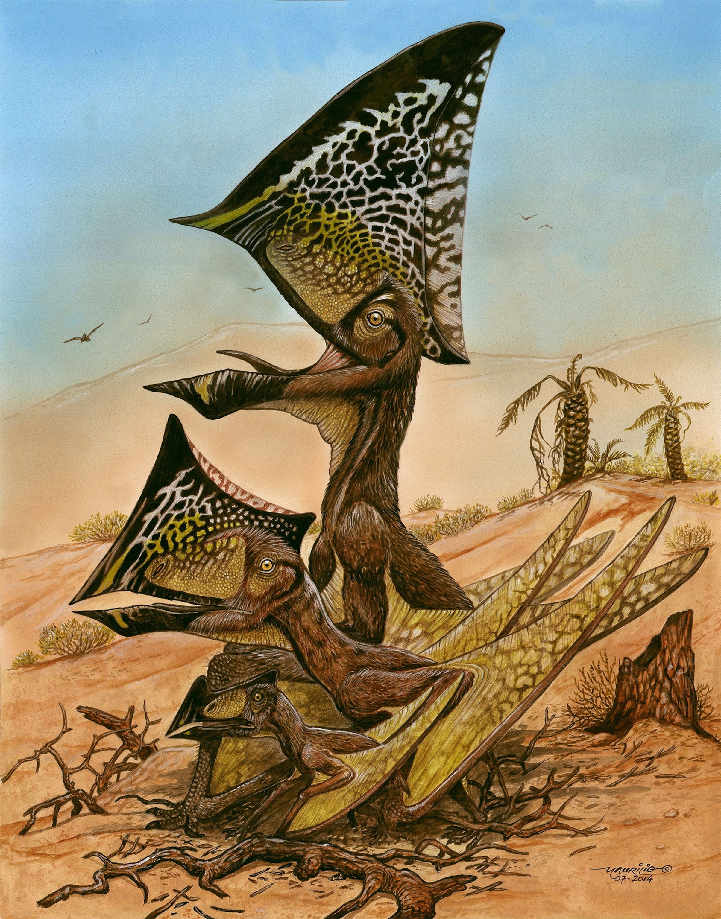 An illustration of a new pterosaur, Caiuajara dobruskii