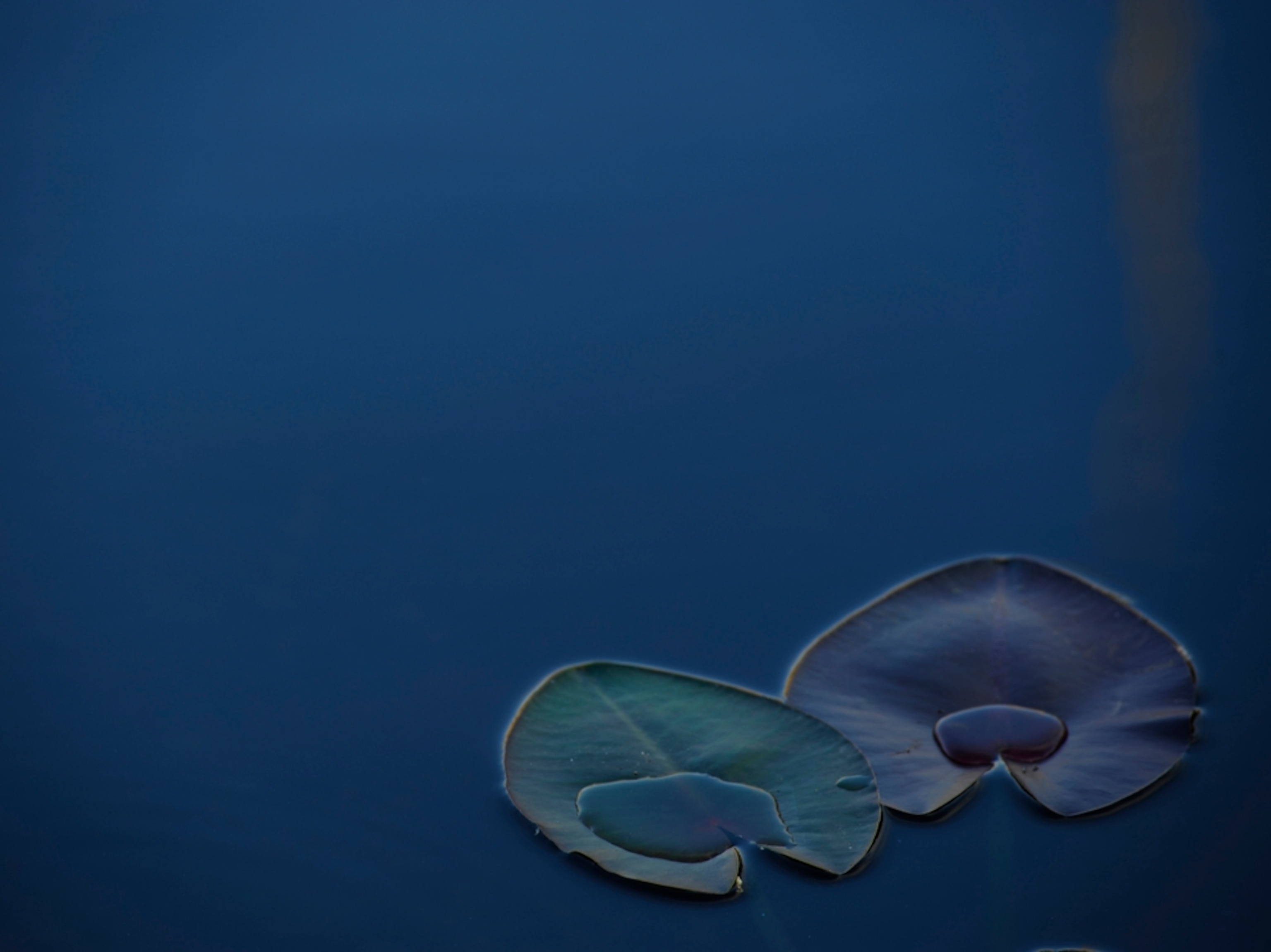 floating lily pads in Everglades National Park, Florida