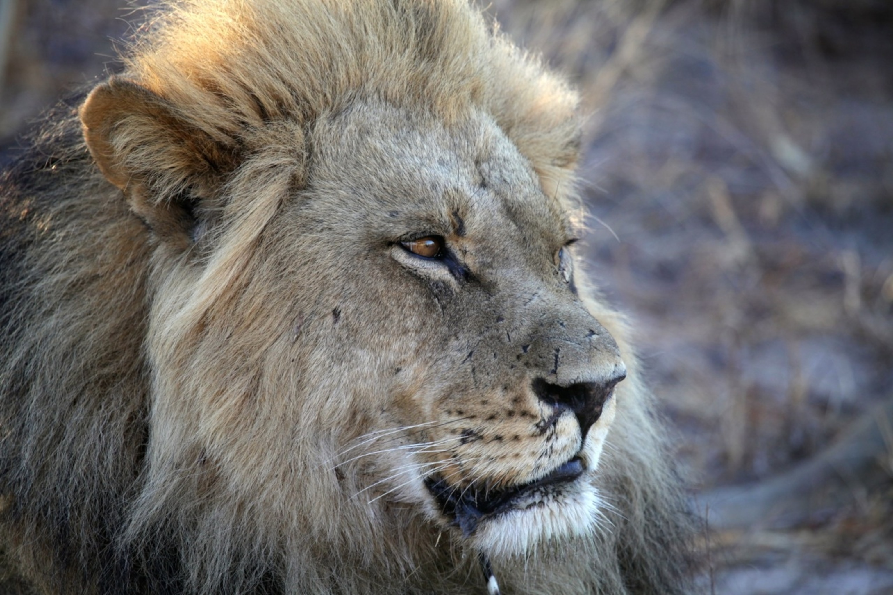 A scarred black-maned lion at Tau Pan in Botswana's Kalahari Desert (Photo by Andrew Evans)