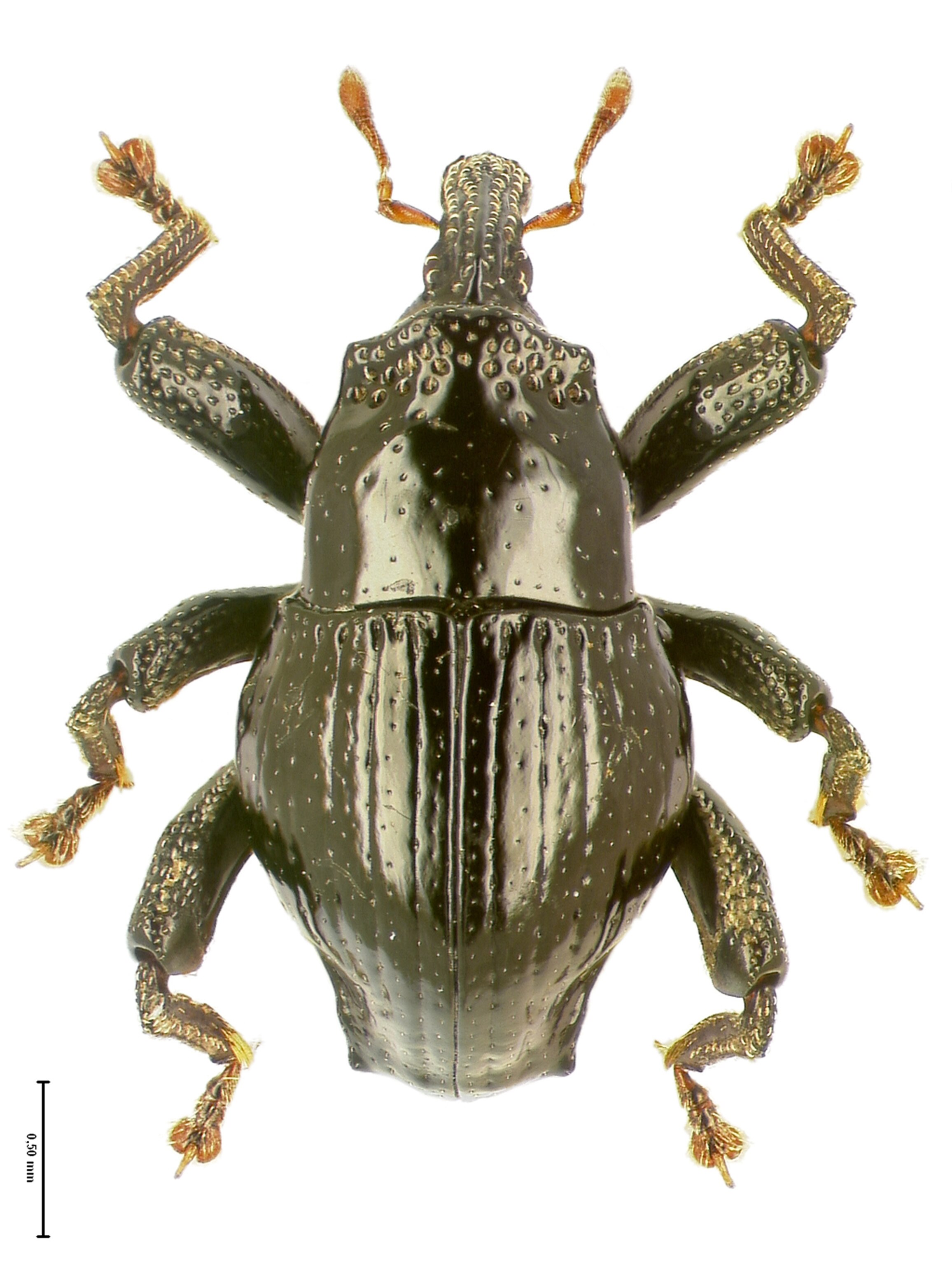 the Trigonopterus angalus