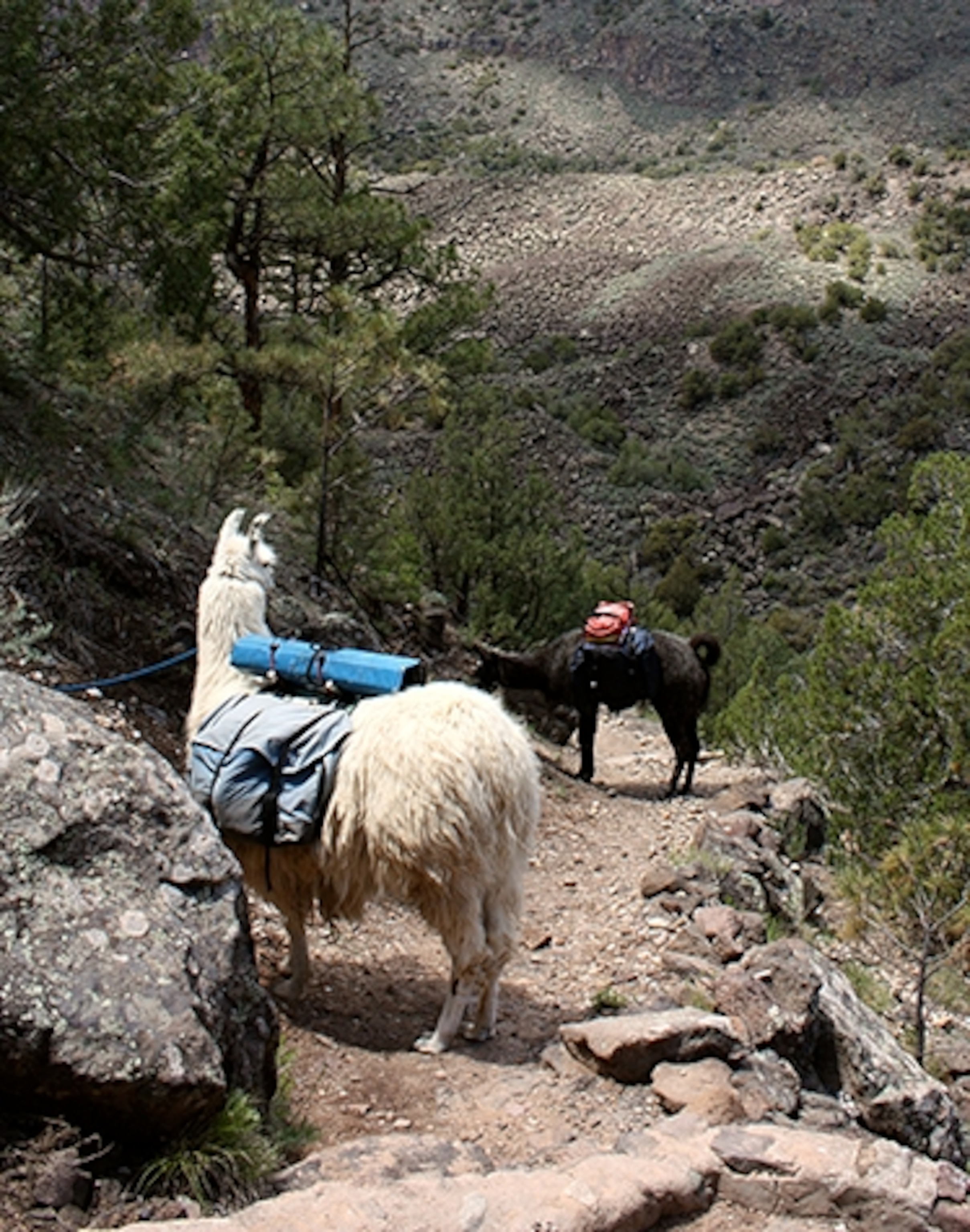 Sure on their feet, llamas are ideally suited to the rough backcountry in Rio Grande del Norte National Monument. (Photograph by Jeannette Kimmel)