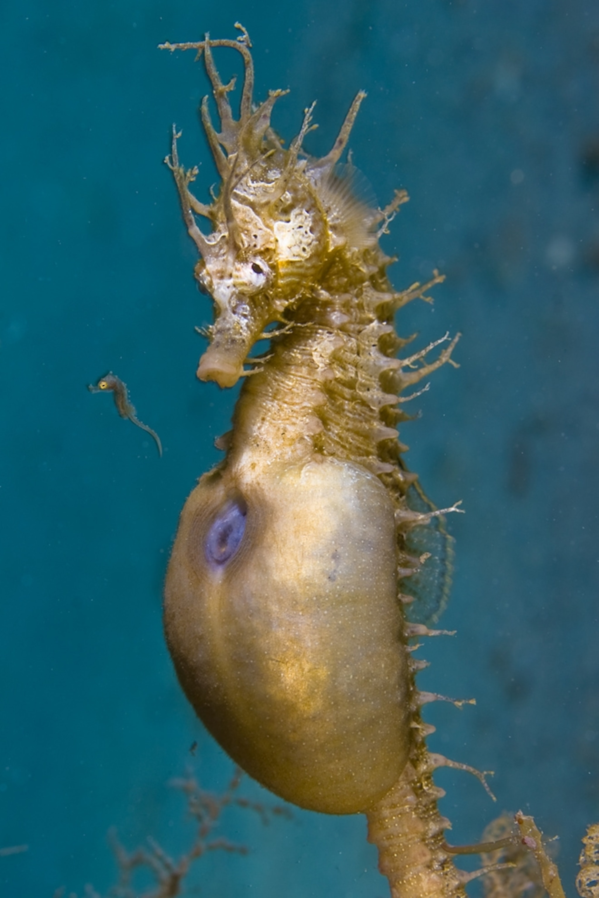A seahorse figures in one of the award-winning pictures in the fourth annual Deep Indonesia International Underwater Photo Competition