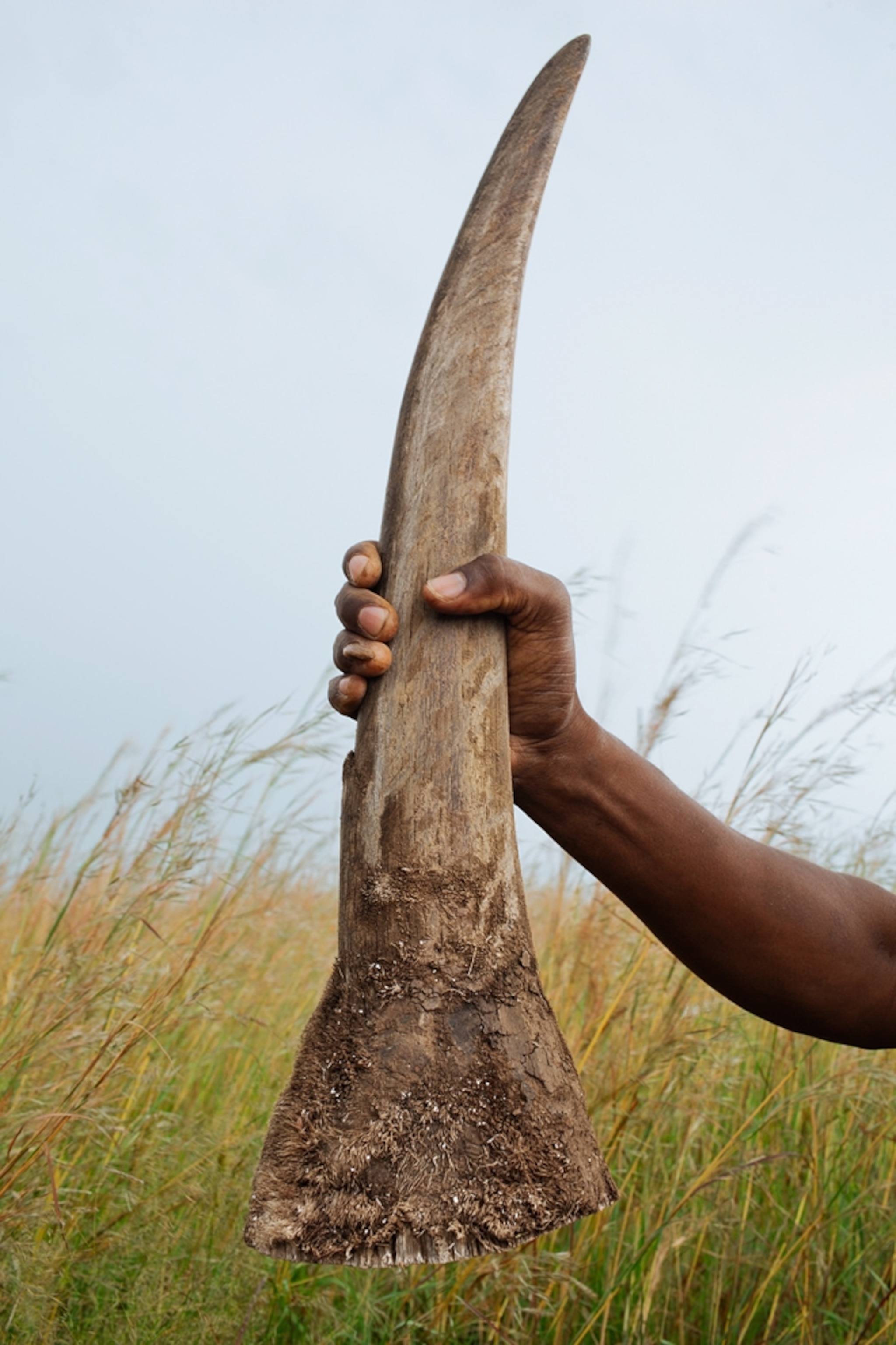 Rhino horn picture: winner in Pictures of the Year International contest