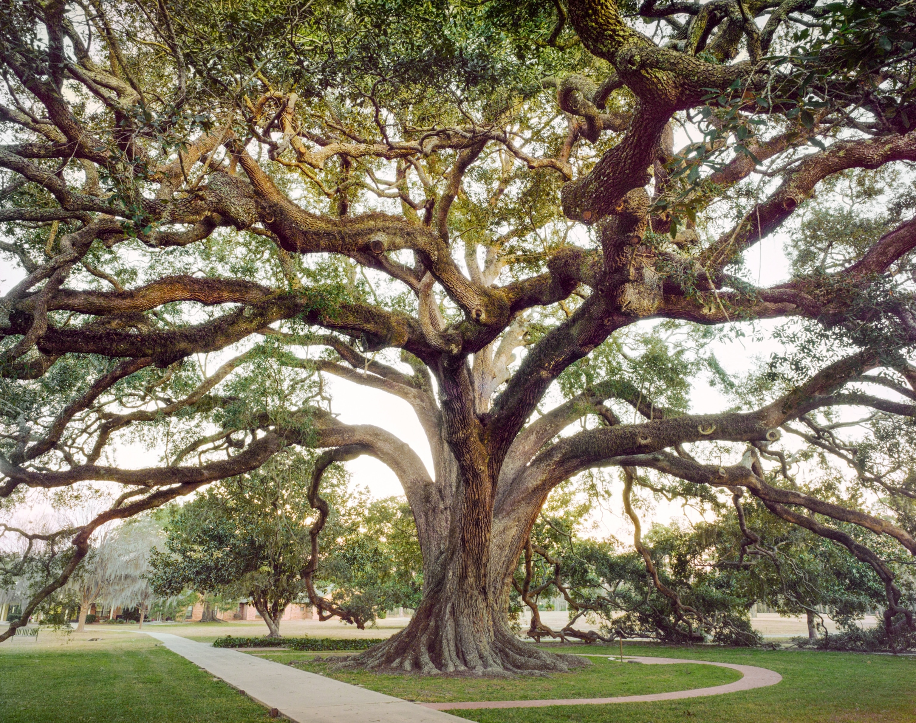 In the middle of the frame is a large oak tree with man branches spreading out and creating a natural canopy. Behind it are smaller trees and a sidewalk.
