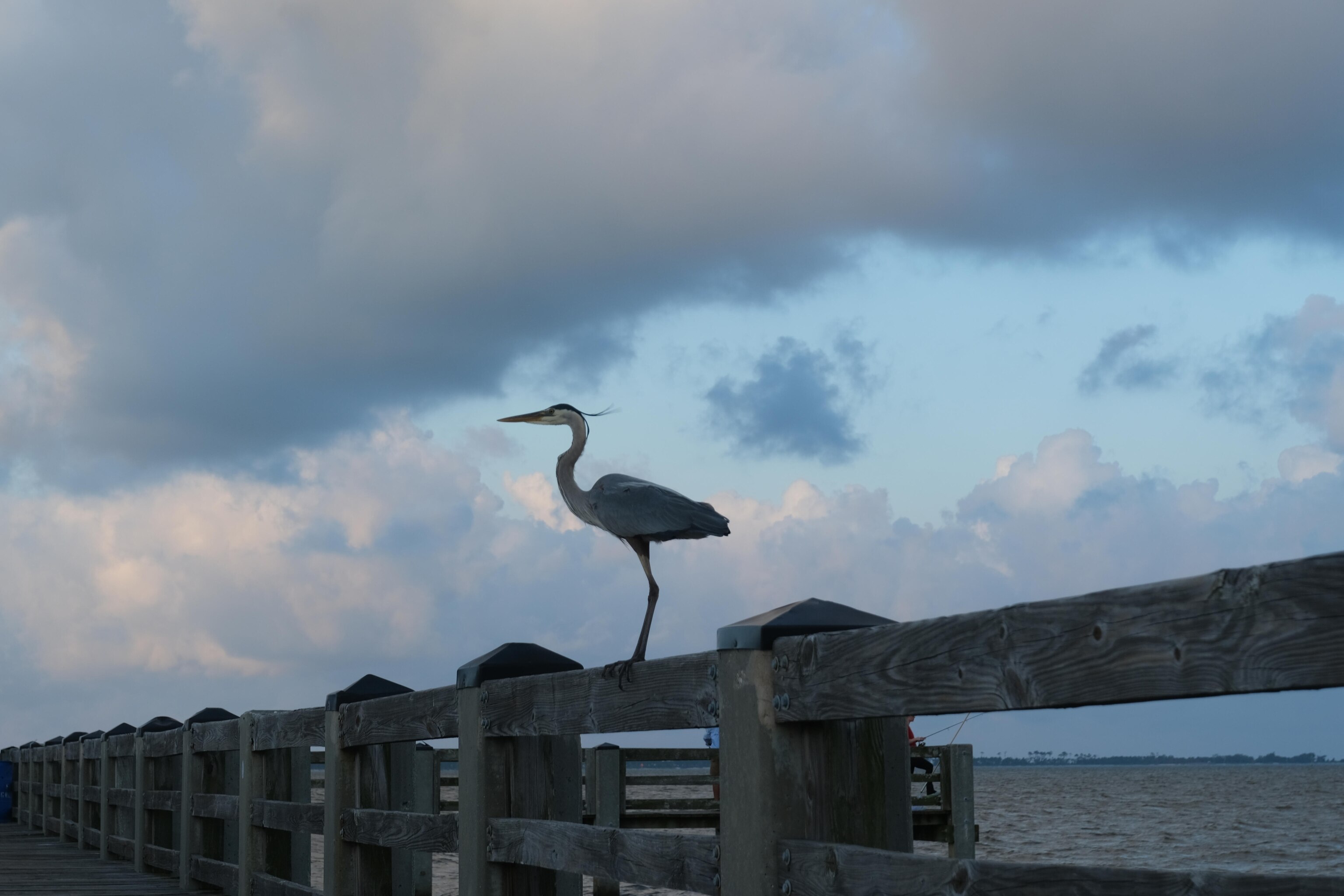 A heron stands on the dock in the early morning in Ocean Springs Mississippi by Photo Camp Student Austin Lindsey. Photo Camp Mississippi was held from May 19-23 in Ocean Springs in partnership with Jackson State University and included students from across the state. Students explored their own culture and the community’s connection to water with support from Photo Camp staff and National Geographic Explorers.