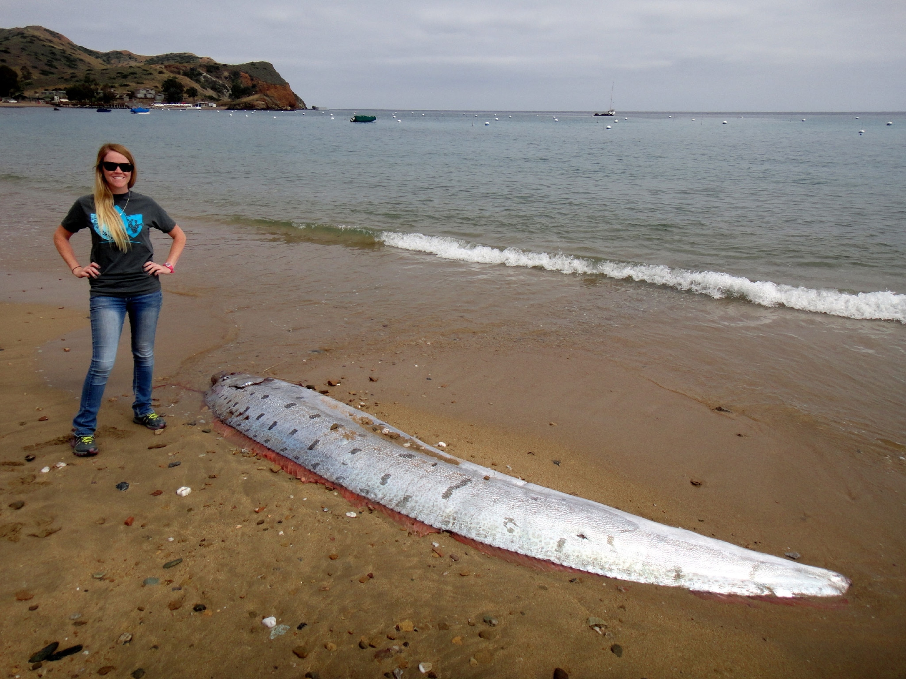 rare oarfish washed up on shore