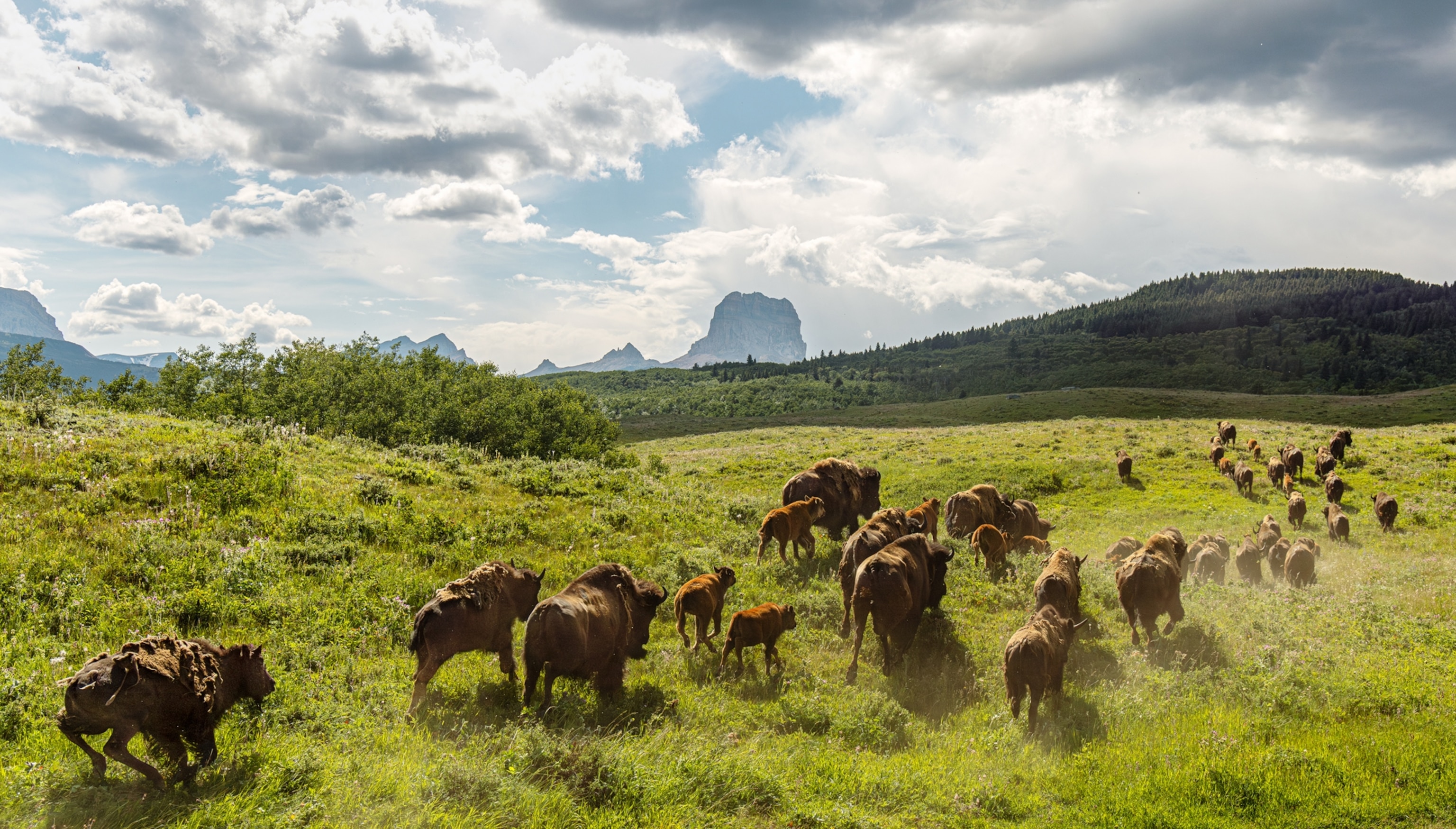A herd of bison is running from the foreground away into the background of a green field. In the direction they are running are several hills and a cloudy sky above them.
