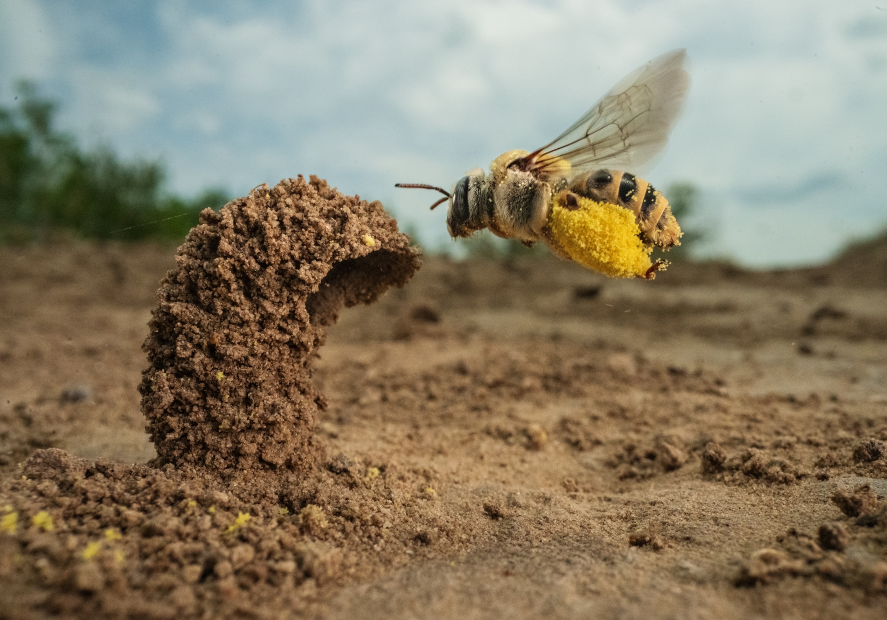 A female cactus bee has pollen on her legs and is ready to bring it down her turret.